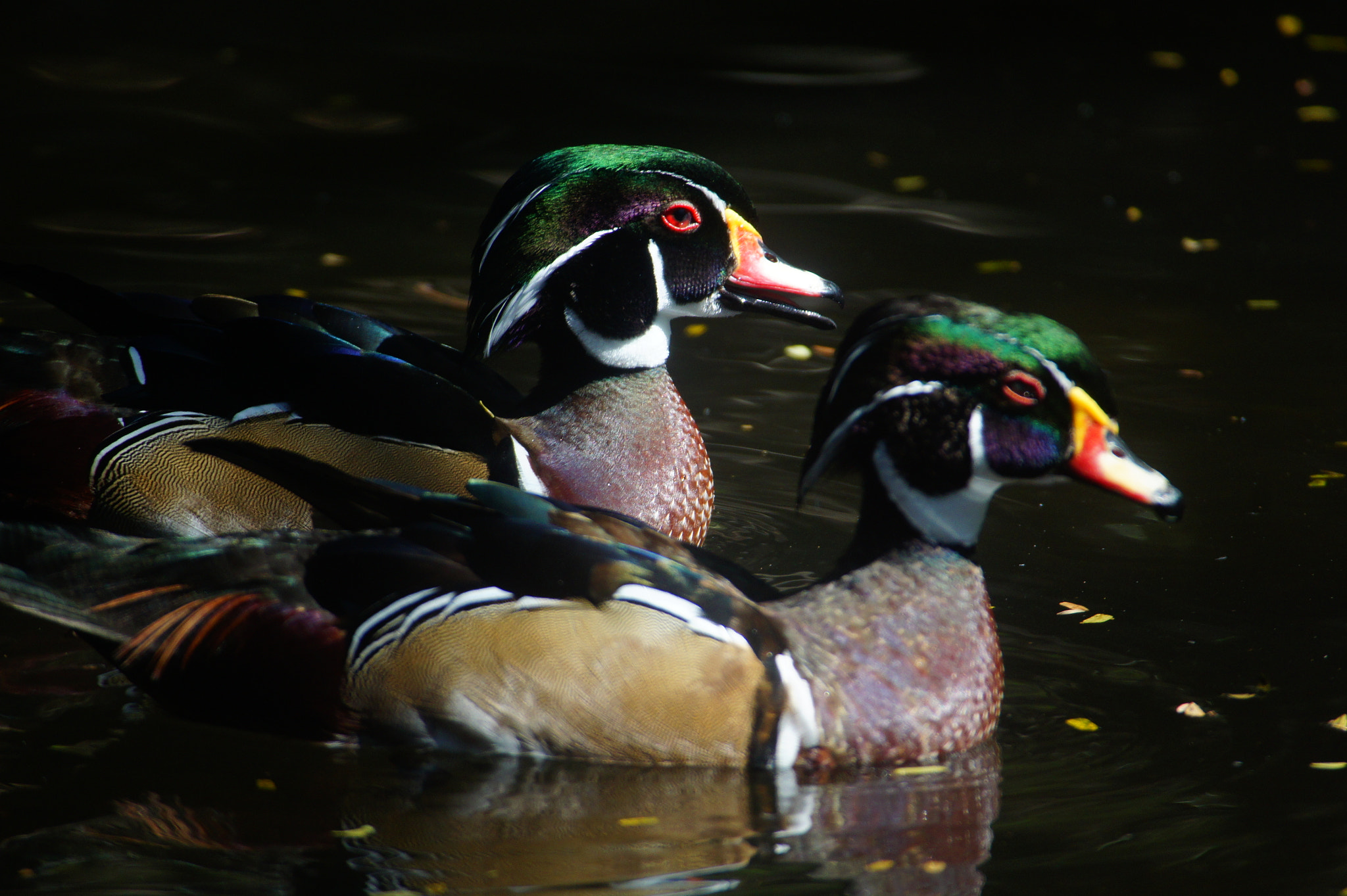 Sony Alpha DSLR-A450 sample photo. Wood ducks photography