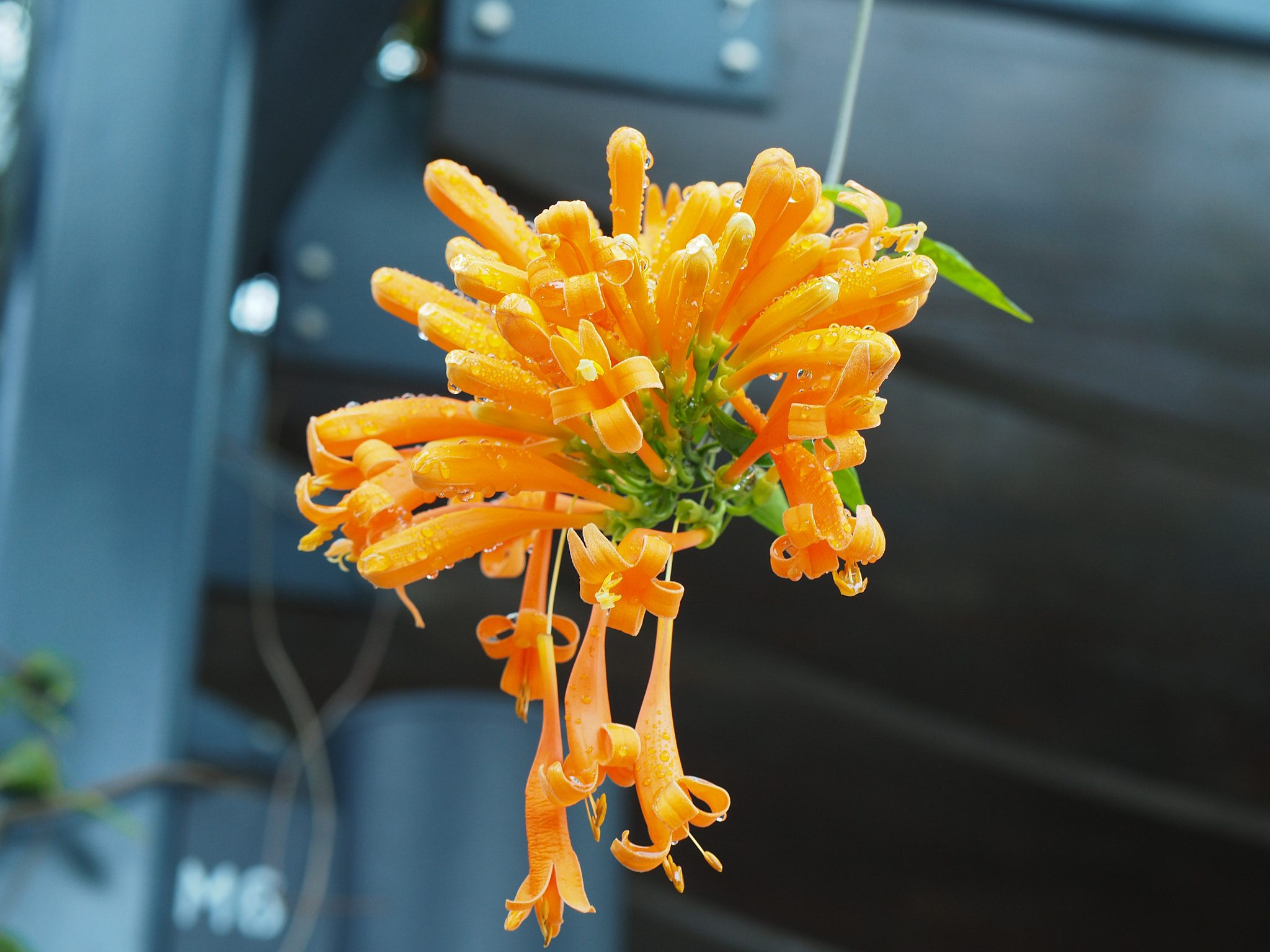 Panasonic Leica DG Nocticron 42.5mm F1.2 ASPH OIS sample photo. Dangling flower photography