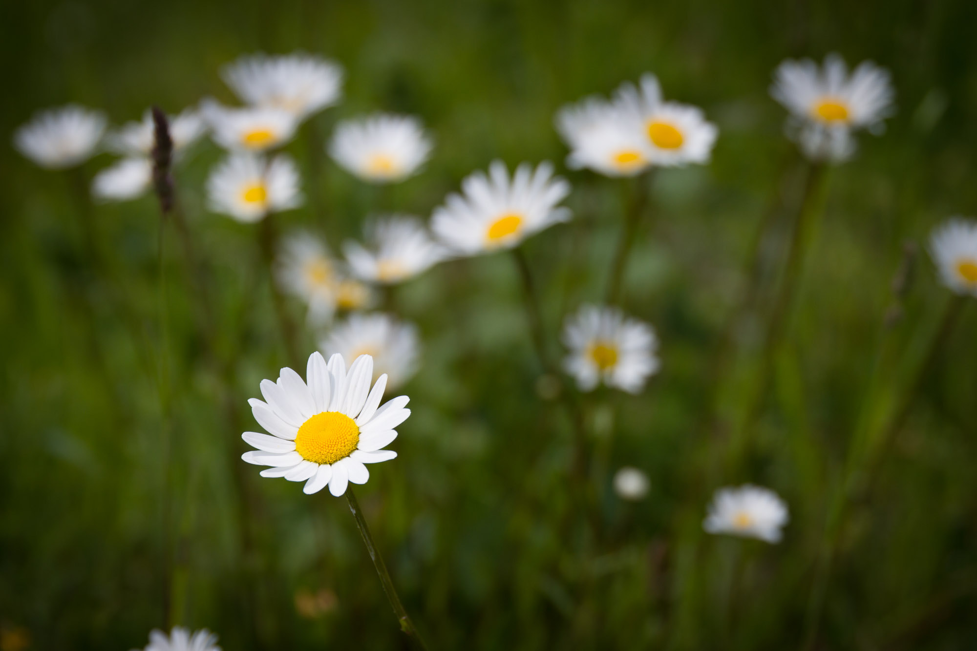 Sigma 24-105mm f/4 DG OS HSM | A sample photo. Butterblume photography