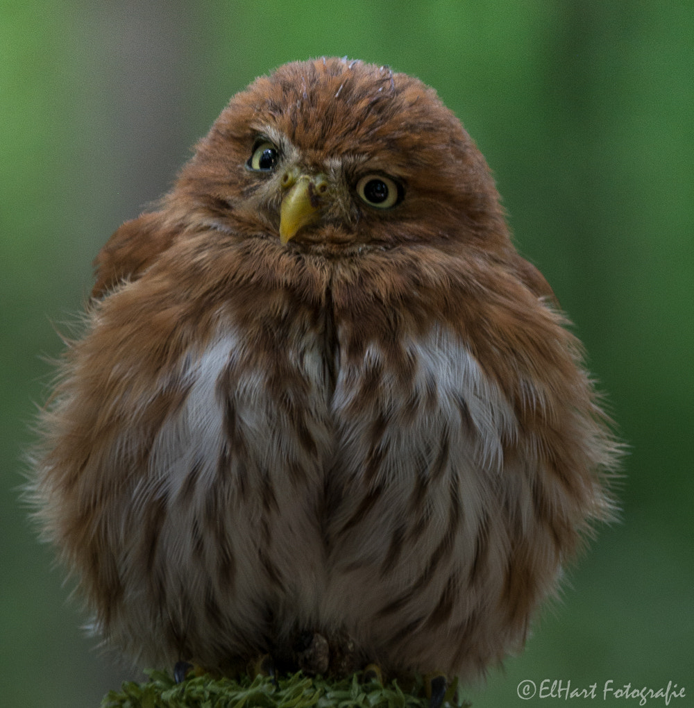 Sigma 18-200mm F3.5-6.3 DC OS HSM sample photo. Eurasian pygmy-owl - bosuil photography