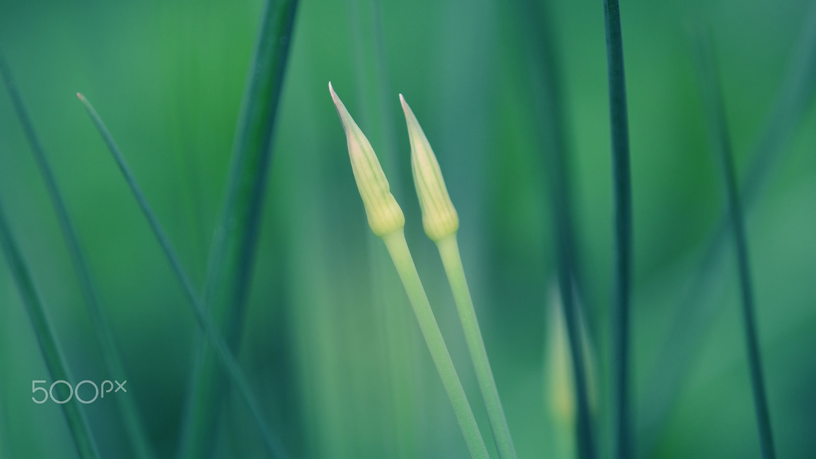 Nikon D7100 + Nikon AF Micro-Nikkor 200mm F4D ED-IF sample photo. Pointed hats photography