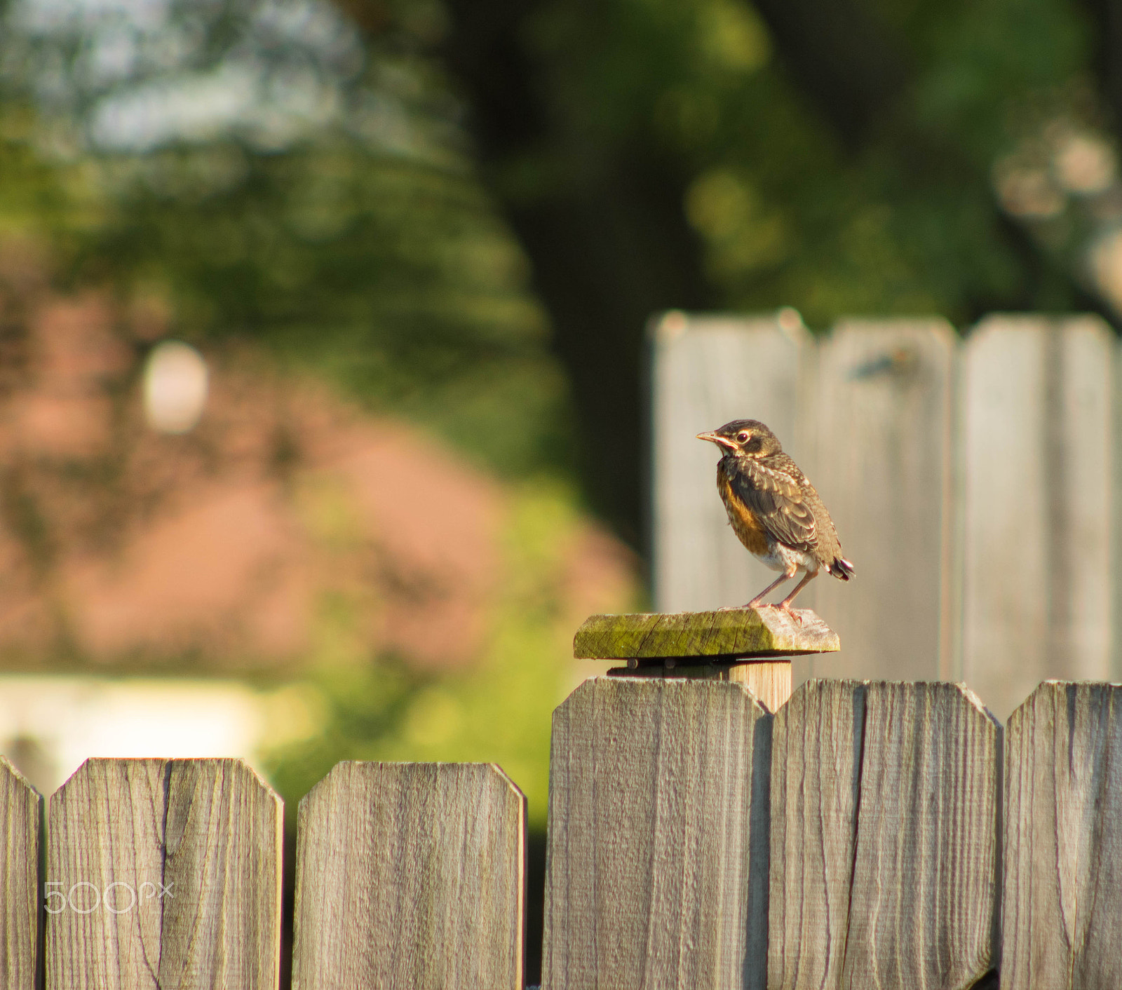 EF75-300mm f/4-5.6 sample photo. Robin photography