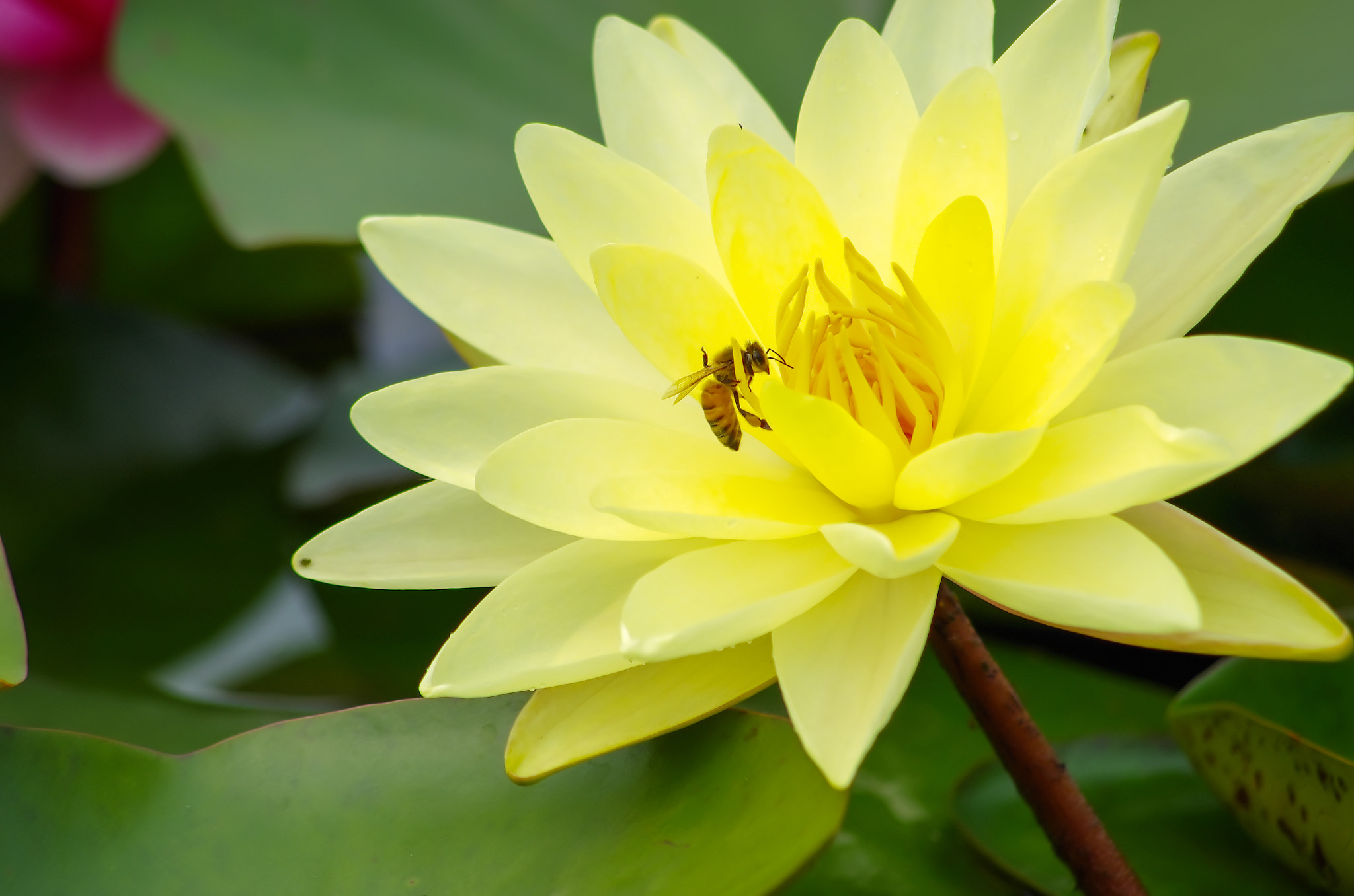 smc PENTAX-DA L 55-300mm F4-5.8 ED sample photo. Love the lotus photography