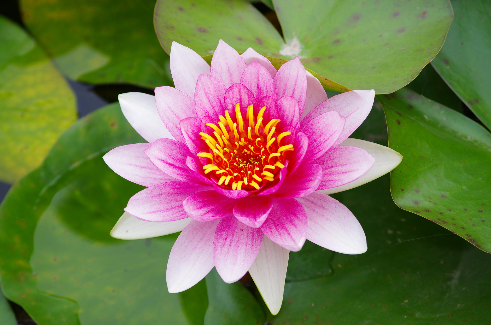 smc PENTAX-DA L 55-300mm F4-5.8 ED sample photo. Love the lotus photography