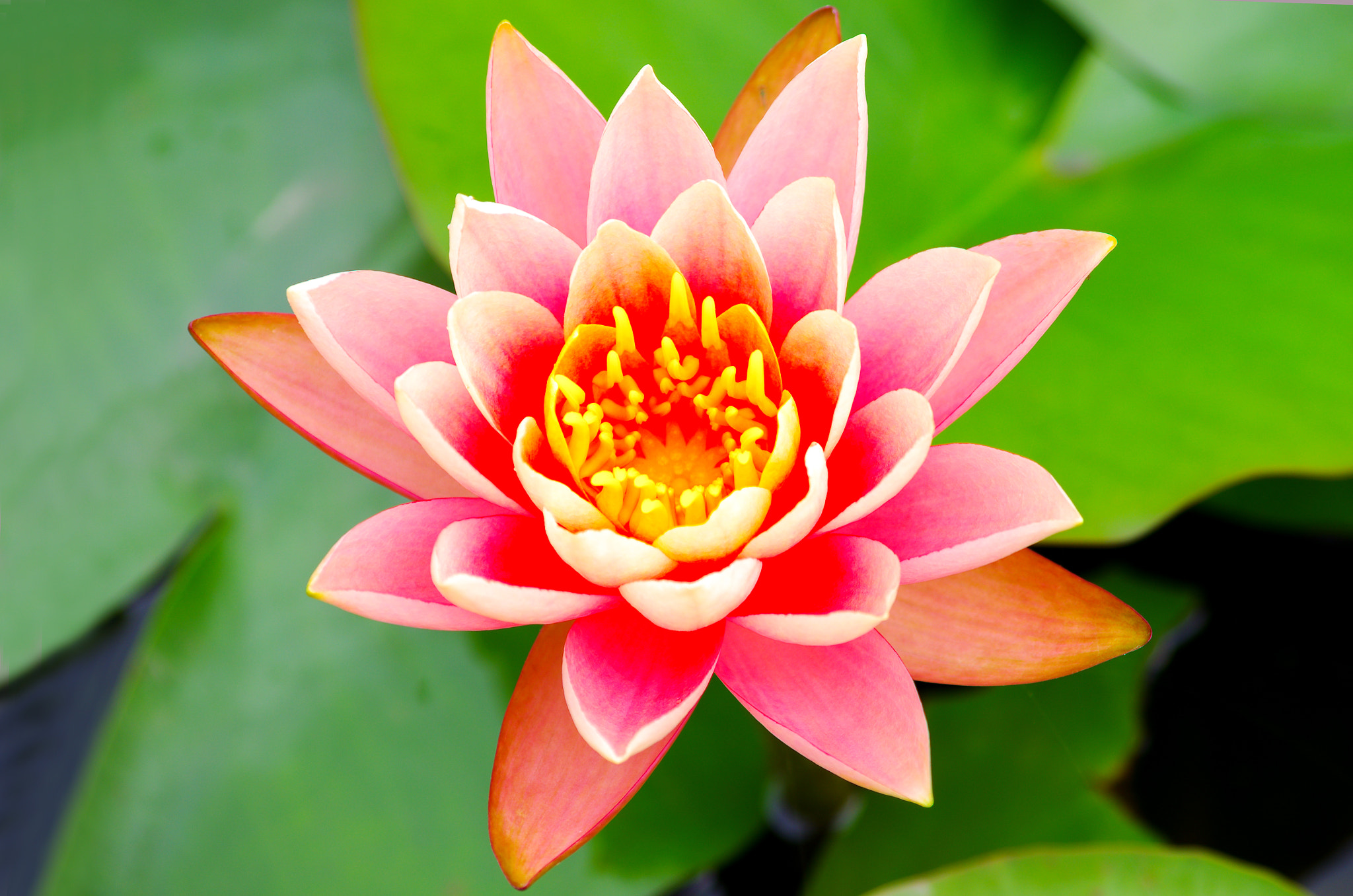 smc PENTAX-DA L 55-300mm F4-5.8 ED sample photo. Love the lotus photography