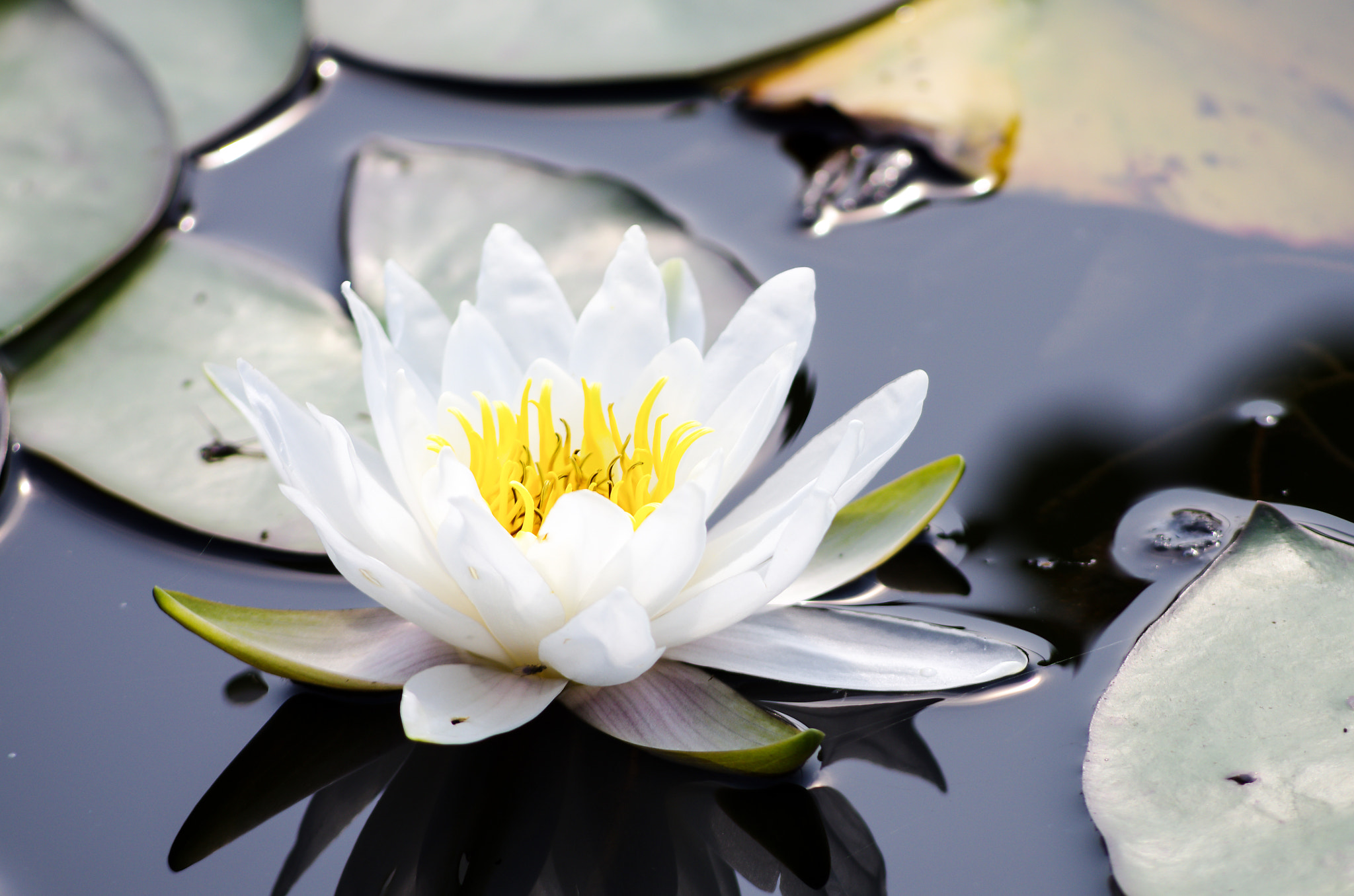 smc PENTAX-DA L 55-300mm F4-5.8 ED sample photo. Love the lotus photography