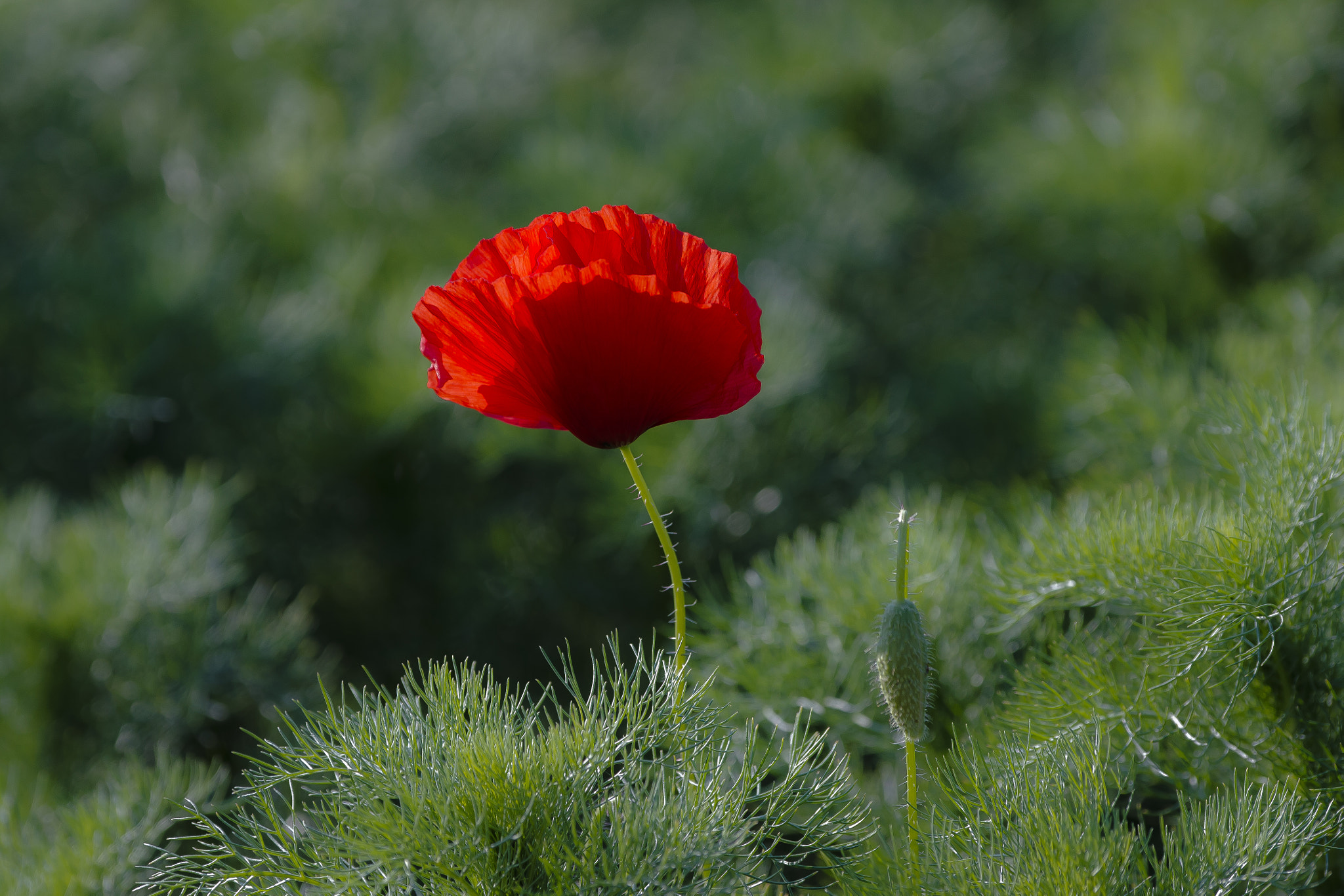 Nikon D600 sample photo. Poppy photography