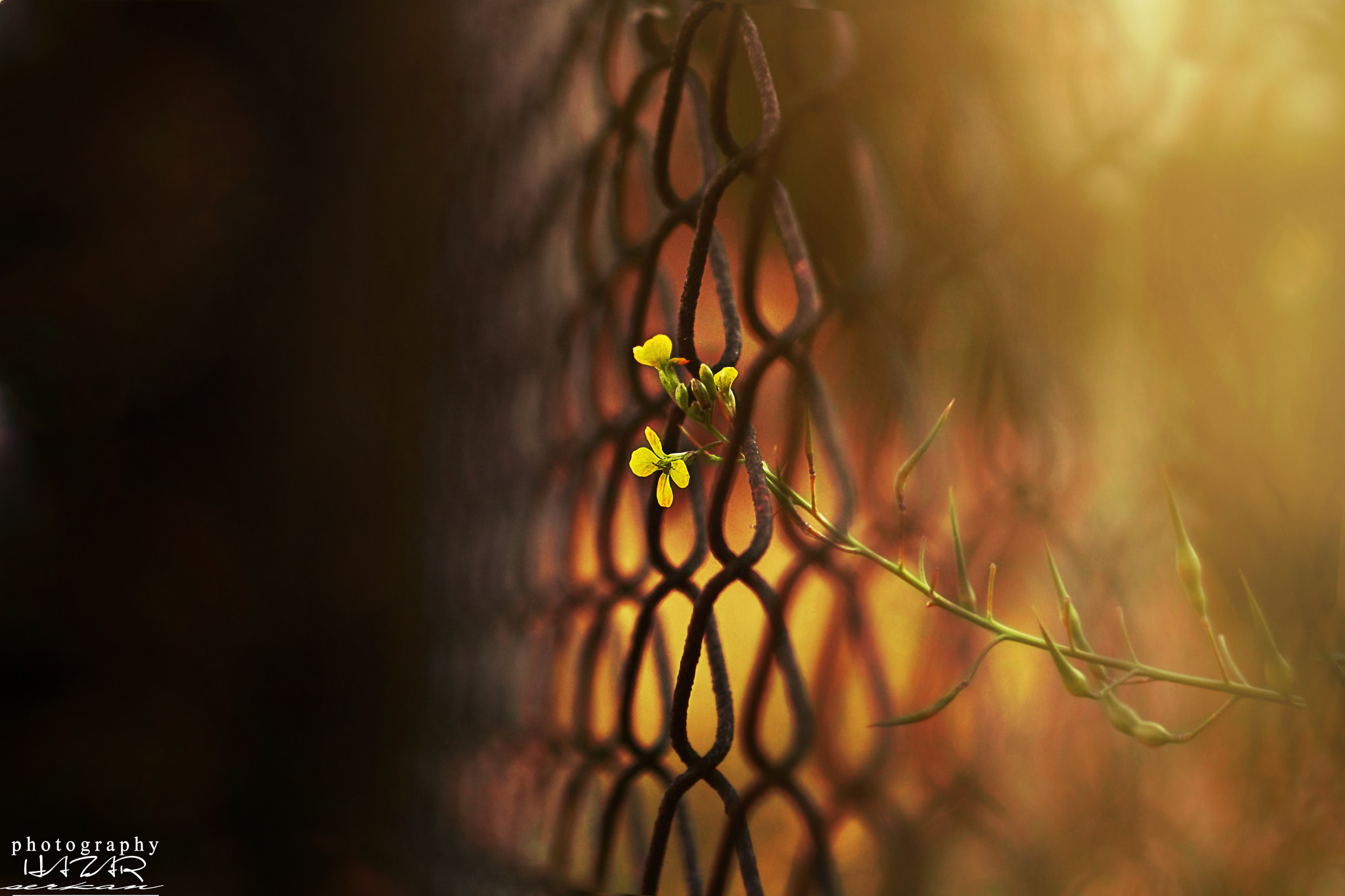 Canon EF 35-80mm f/4-5.6 sample photo. Sunny photography
