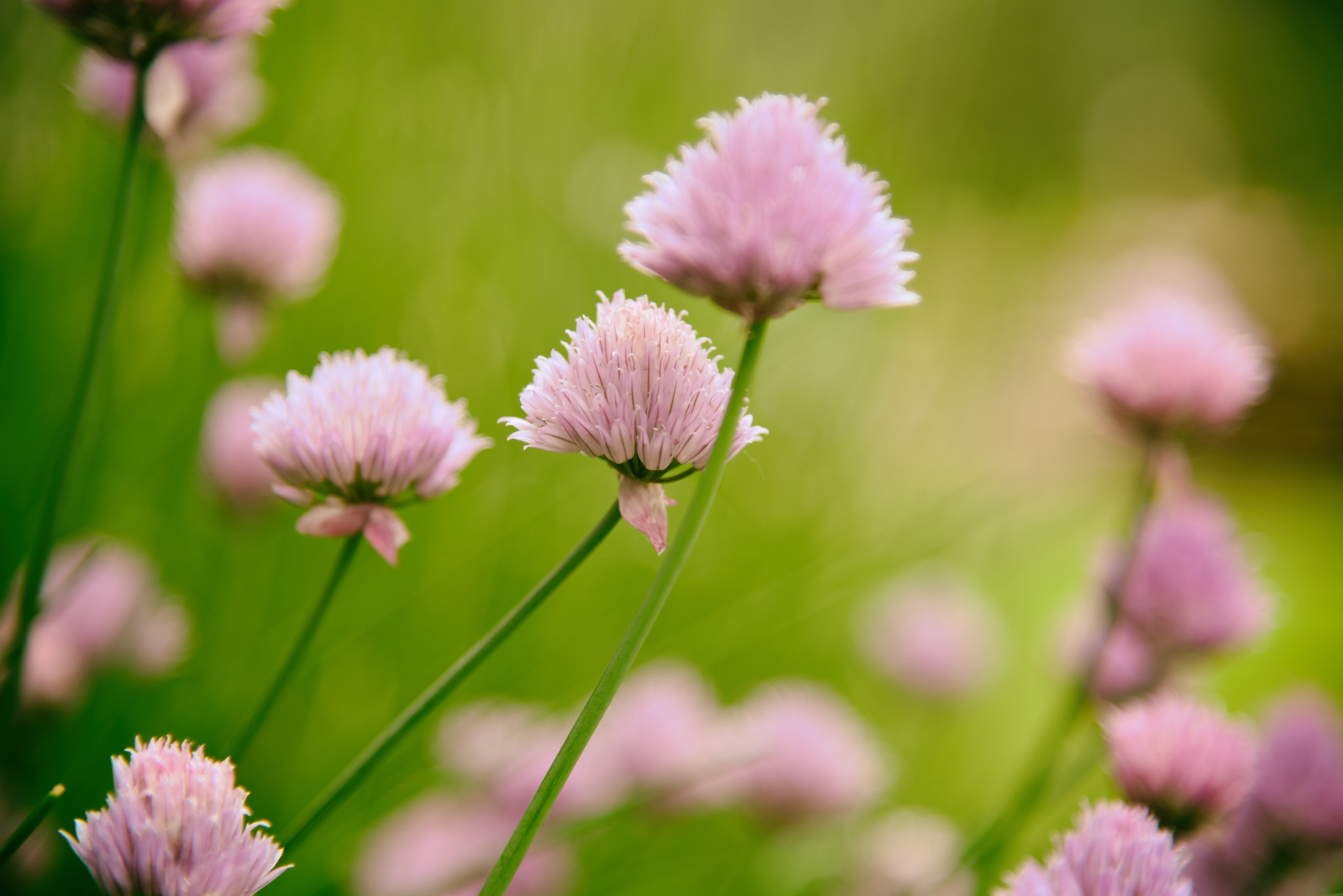 AF Zoom-Nikkor 24-120mm f/3.5-5.6D IF sample photo. Chive photography