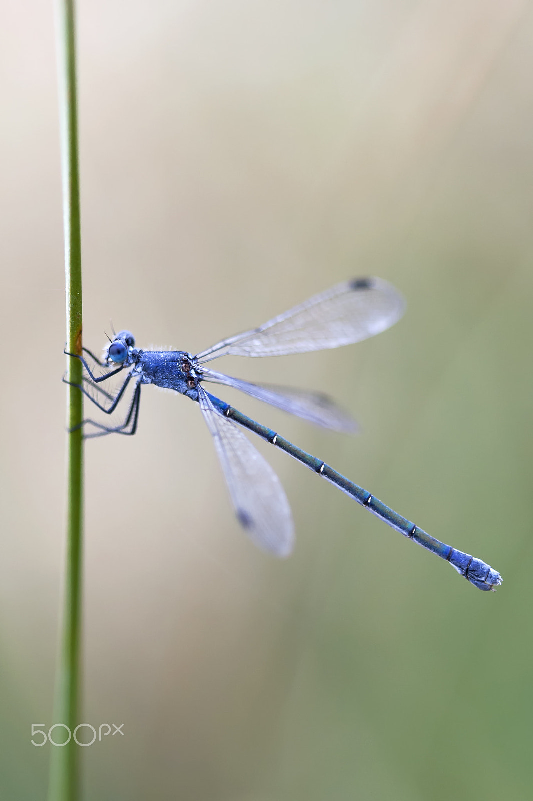 Canon EF 100mm F2.8 Macro USM sample photo. 30052015 doñana - 268 photography