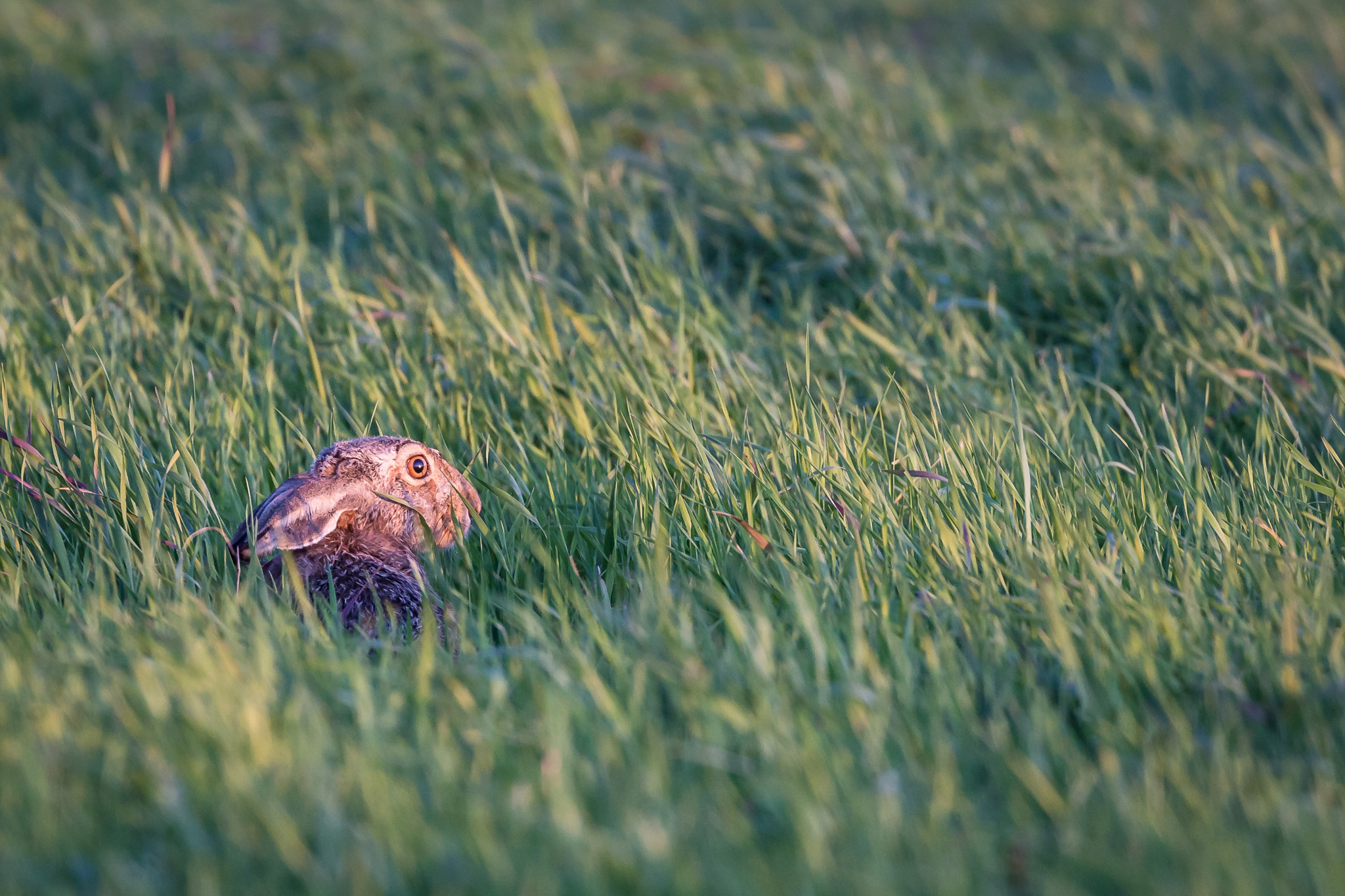 Canon EF 100-400mm F4.5-5.6L IS II USM sample photo