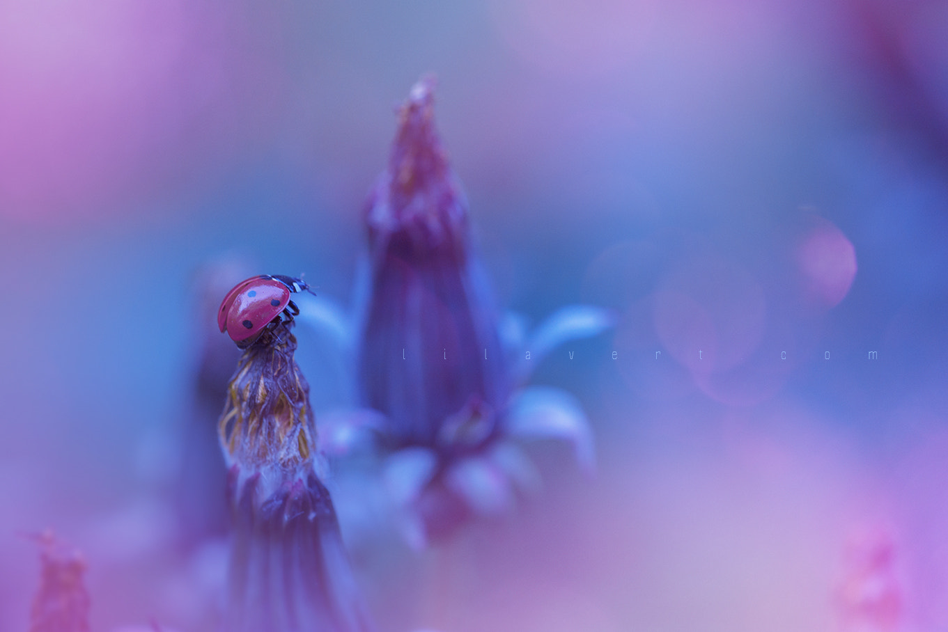 Sigma 150mm F2.8 EX DG Macro HSM sample photo. Ladybug fantasy world photography