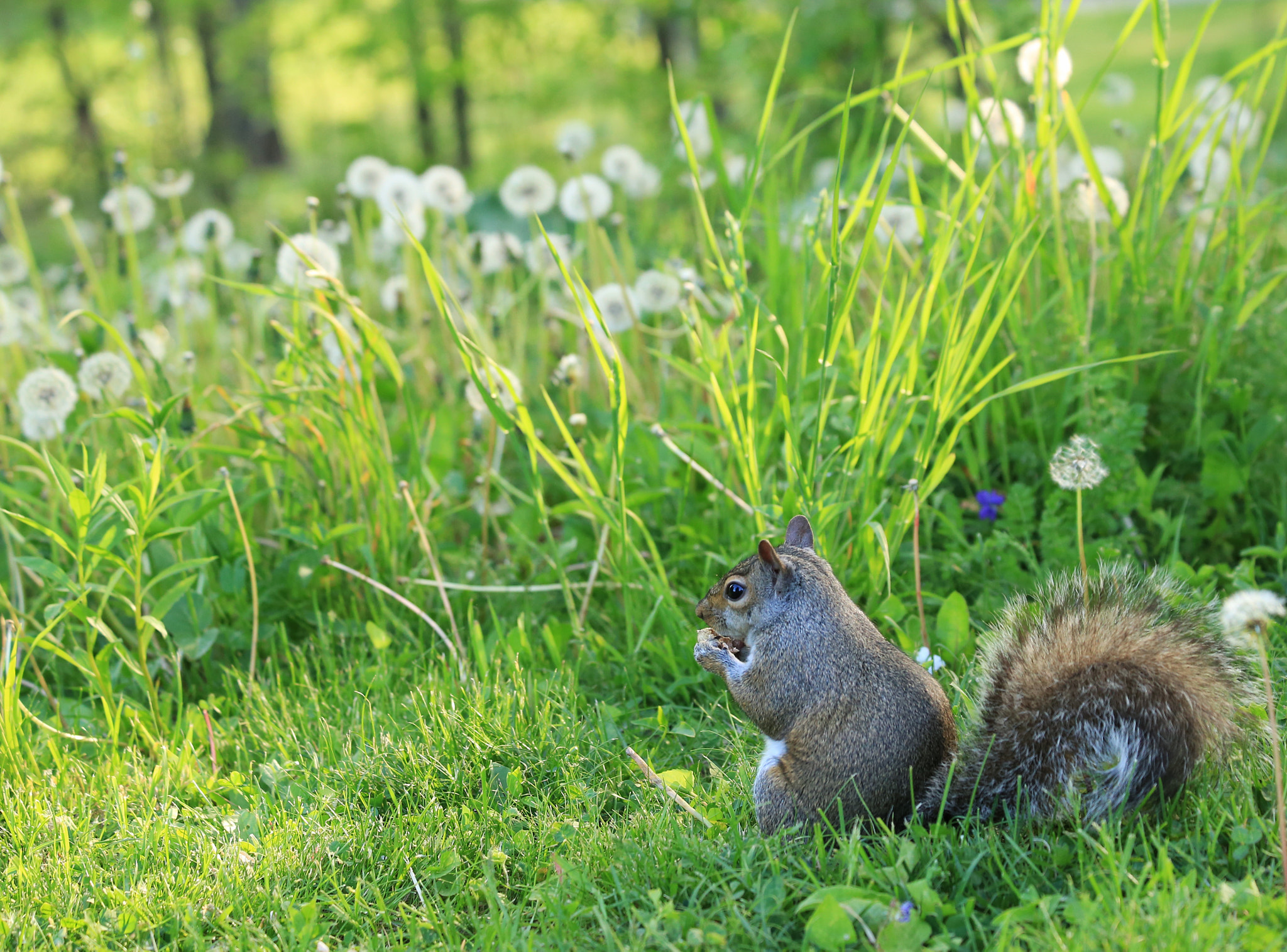 Canon EF 70-300mm F4-5.6 IS USM sample photo
