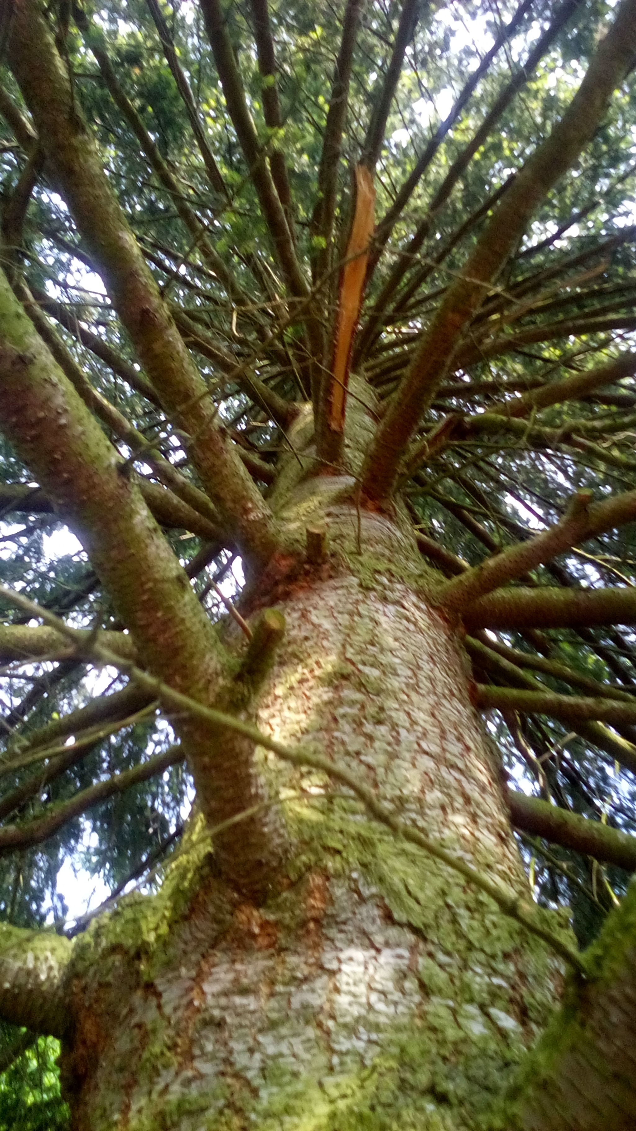 LG LEON sample photo. Tree photography