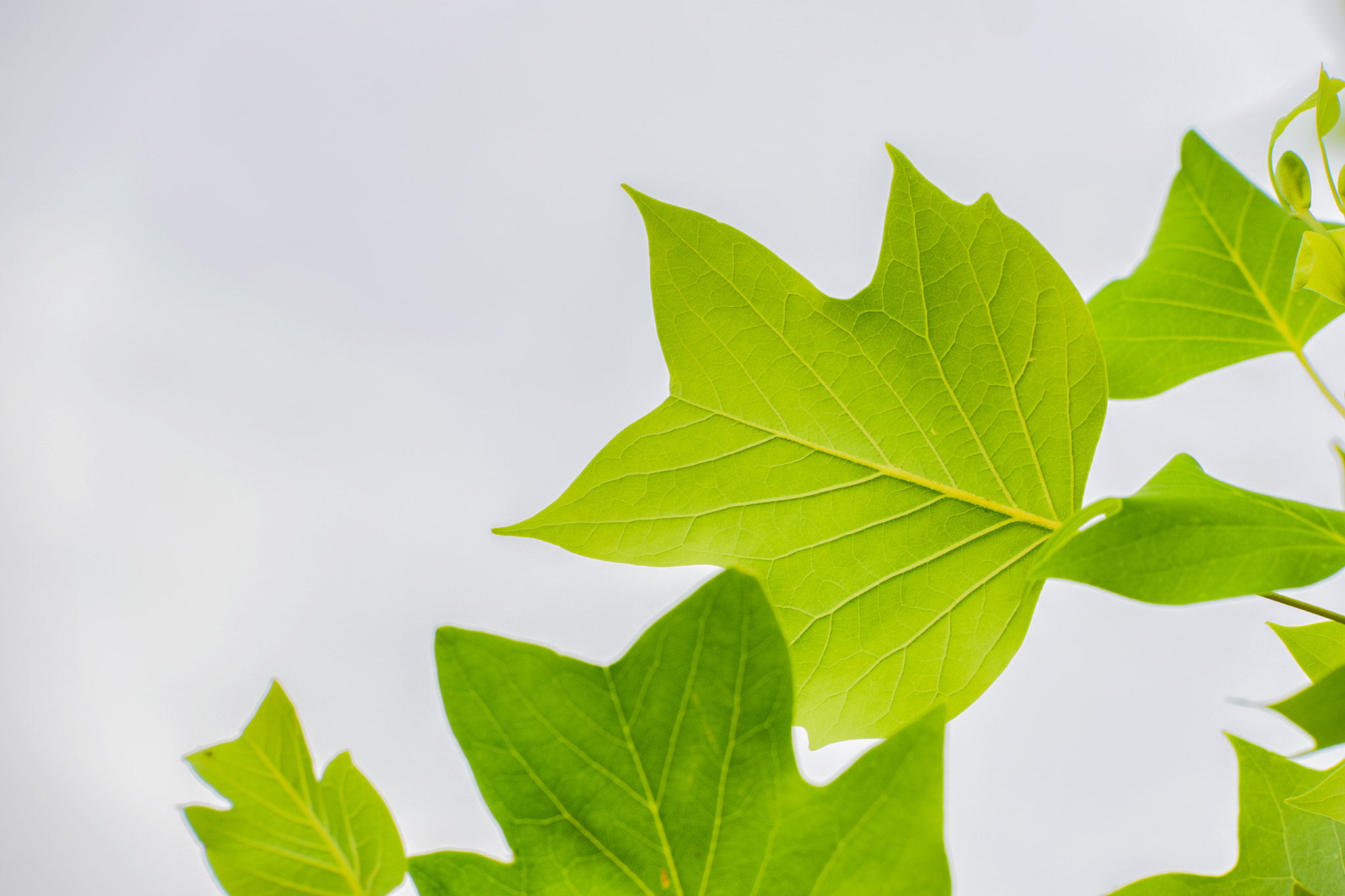 NX 50-150mm F2.8 S sample photo. Leaves photography