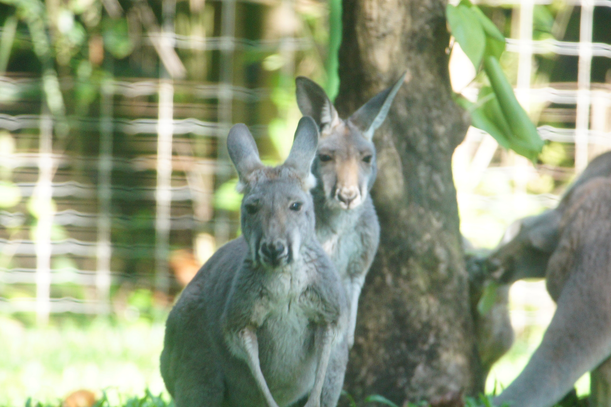 Sigma AF 170-500mm F5-6.3 APO Aspherical sample photo. Twins photography