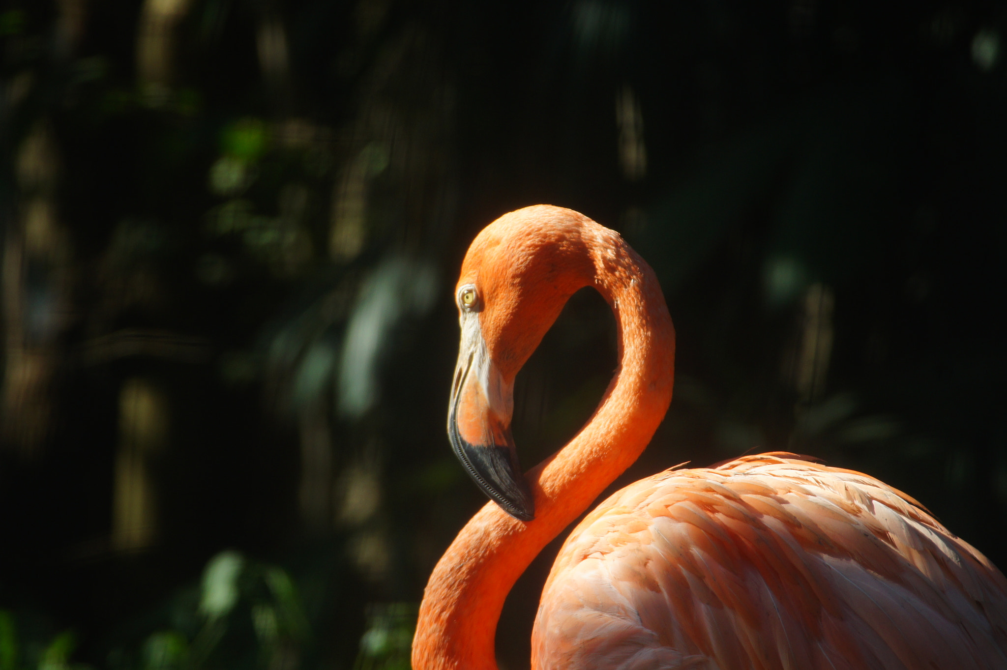 Sigma AF 170-500mm F5-6.3 APO Aspherical sample photo. Soaking in the sun photography