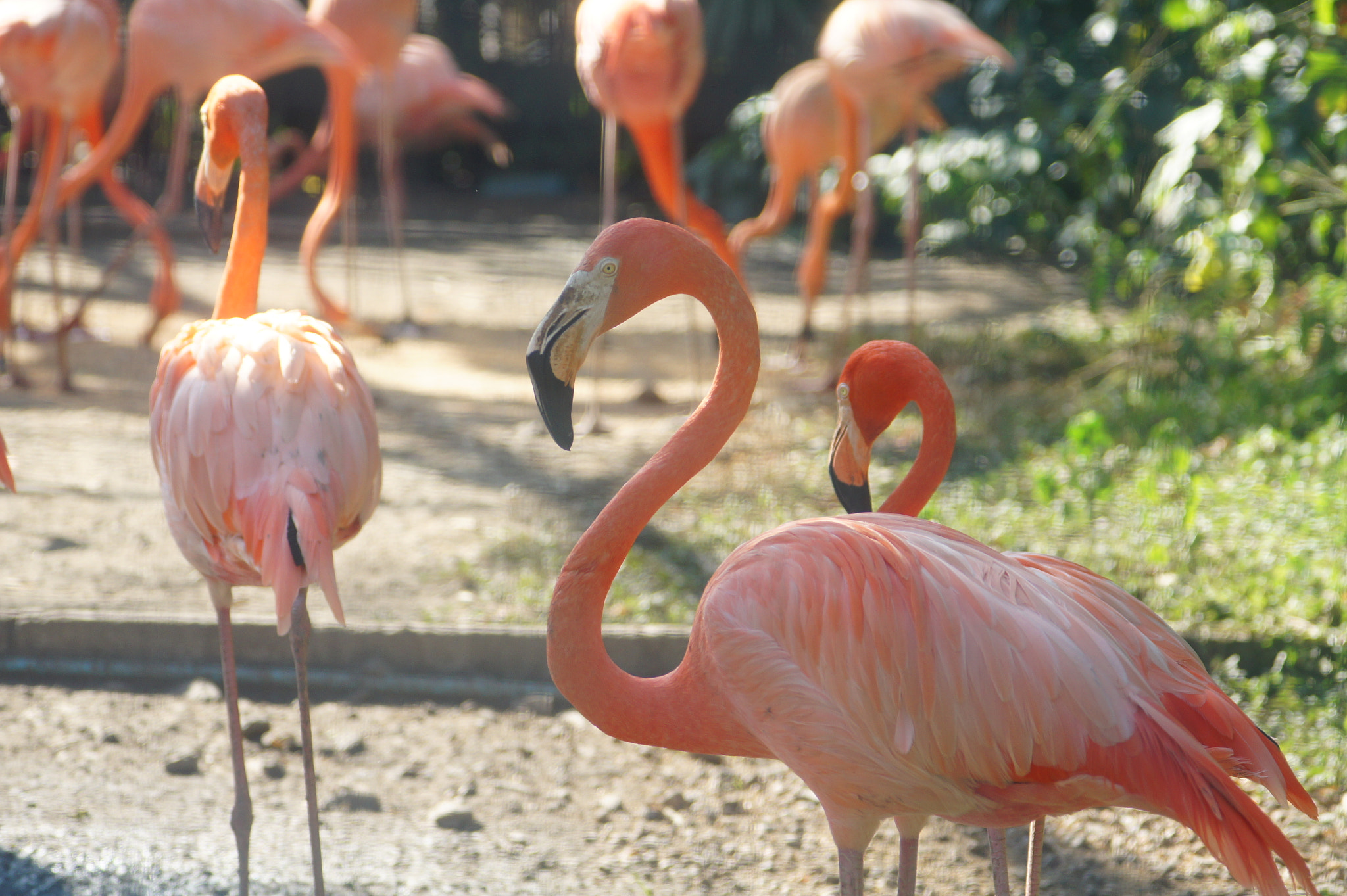 Sony Alpha DSLR-A450 + Sigma 70-300mm F4-5.6 DL Macro sample photo. Caribbean flamingos photography