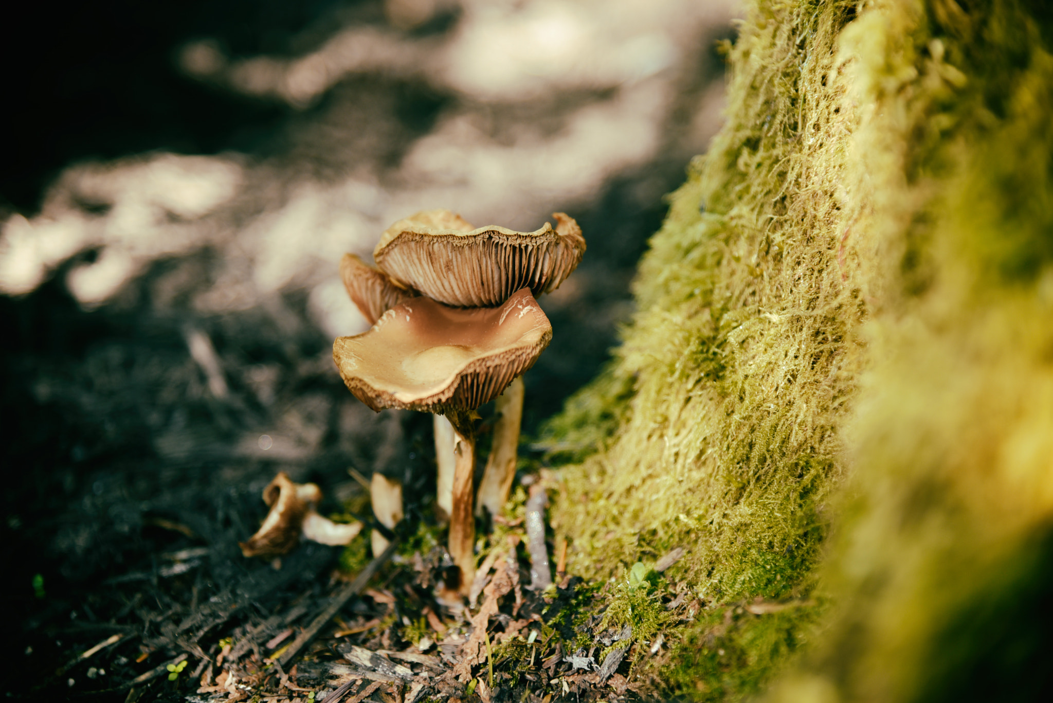 AF Zoom-Nikkor 35-105mm f/3.5-4.5 sample photo. Mushroom photography