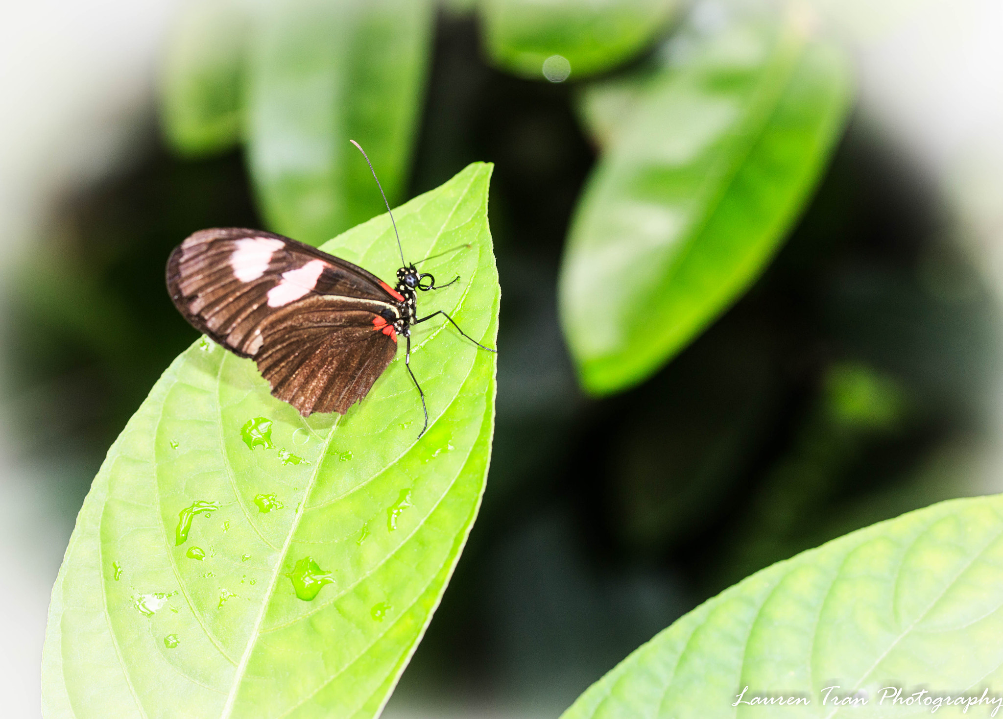 Canon EF-S 60mm F2.8 Macro USM sample photo. Butterfly3 photography