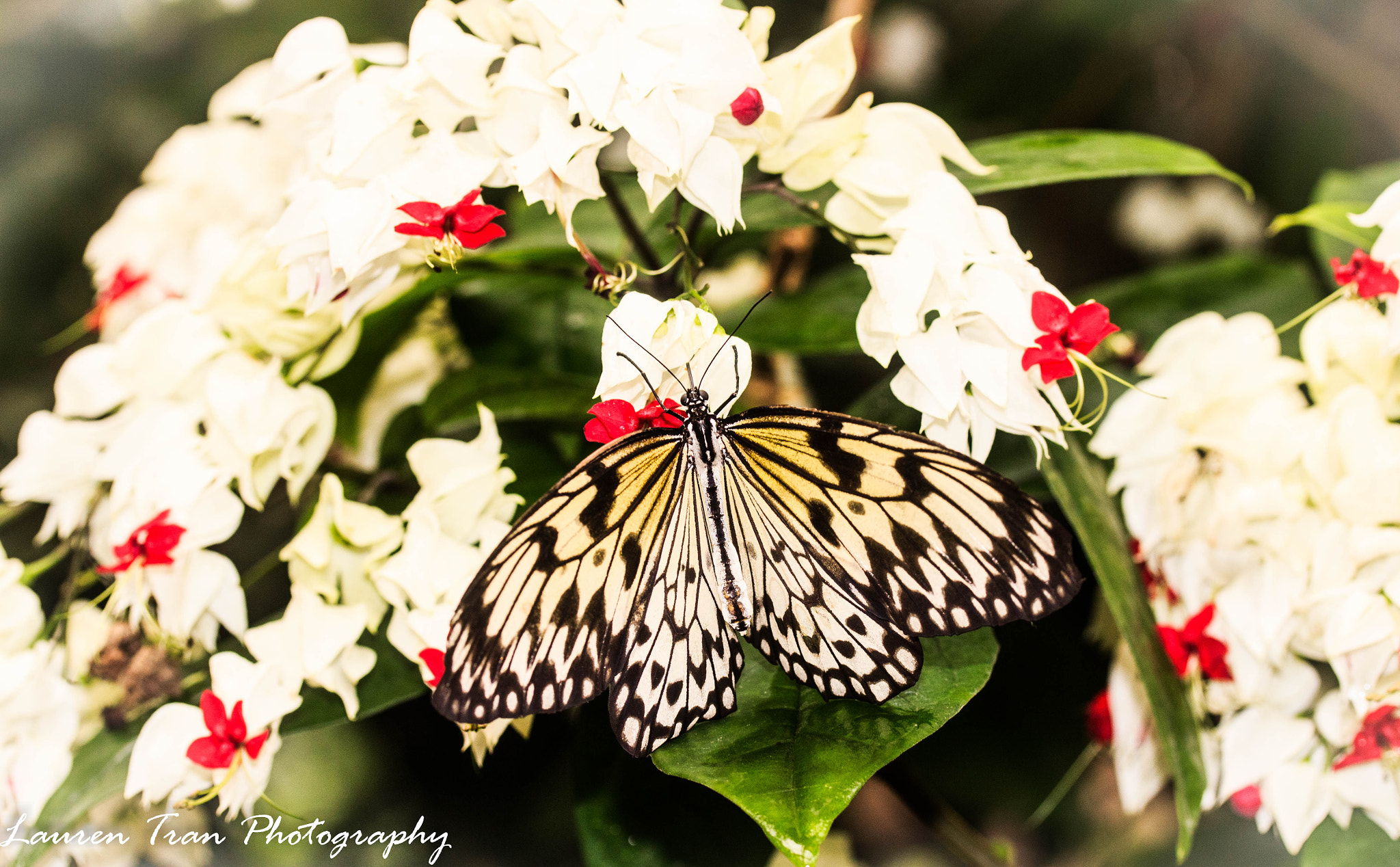 Canon EF-S 60mm F2.8 Macro USM sample photo. Butterfly2 photography
