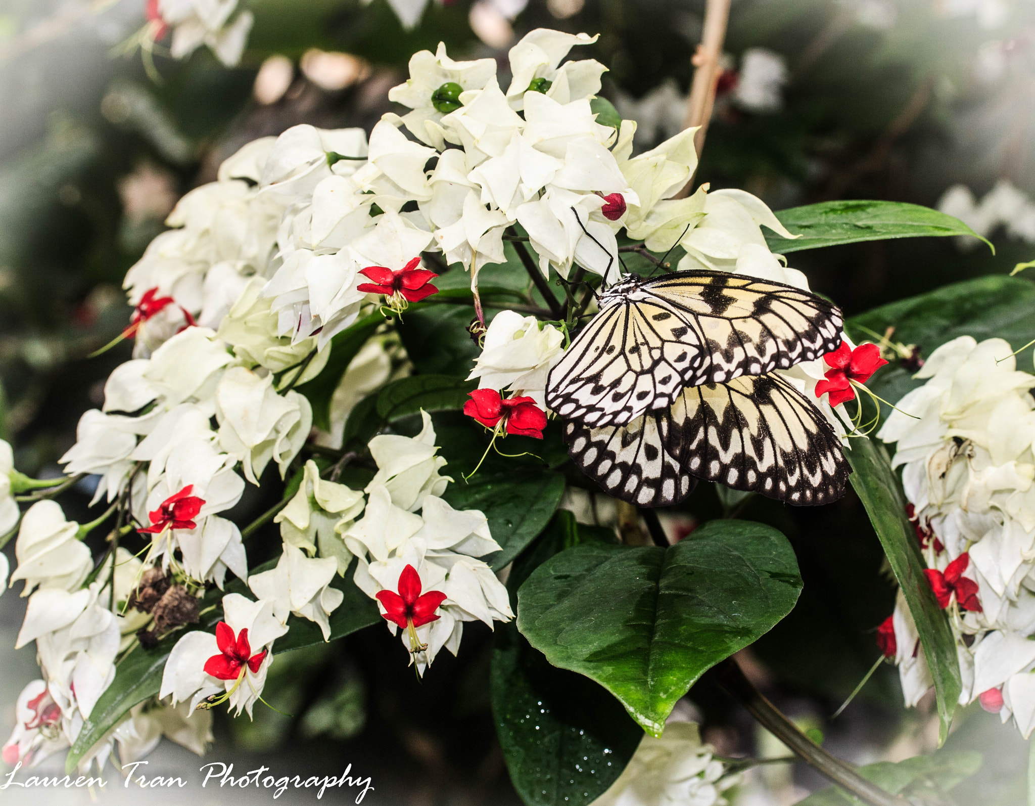 Canon EF-S 60mm F2.8 Macro USM sample photo. Butterfly1 photography