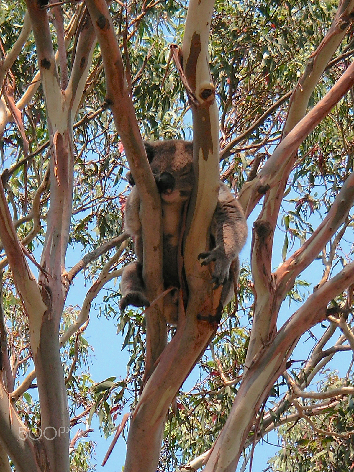 KONICA MINOLTA DiMAGE X60 sample photo. Beware the drop bear photography