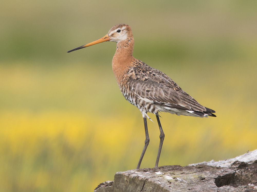 Canon EF 300mm F4L IS USM sample photo. Godwit / grutto photography