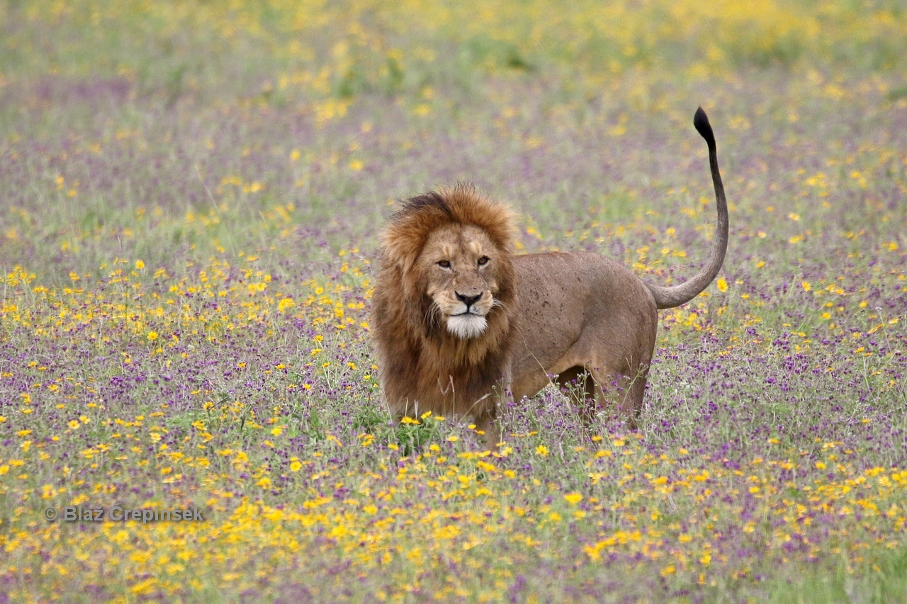 Sigma 150-600mm F5-6.3 DG OS HSM | S sample photo. Lion photography