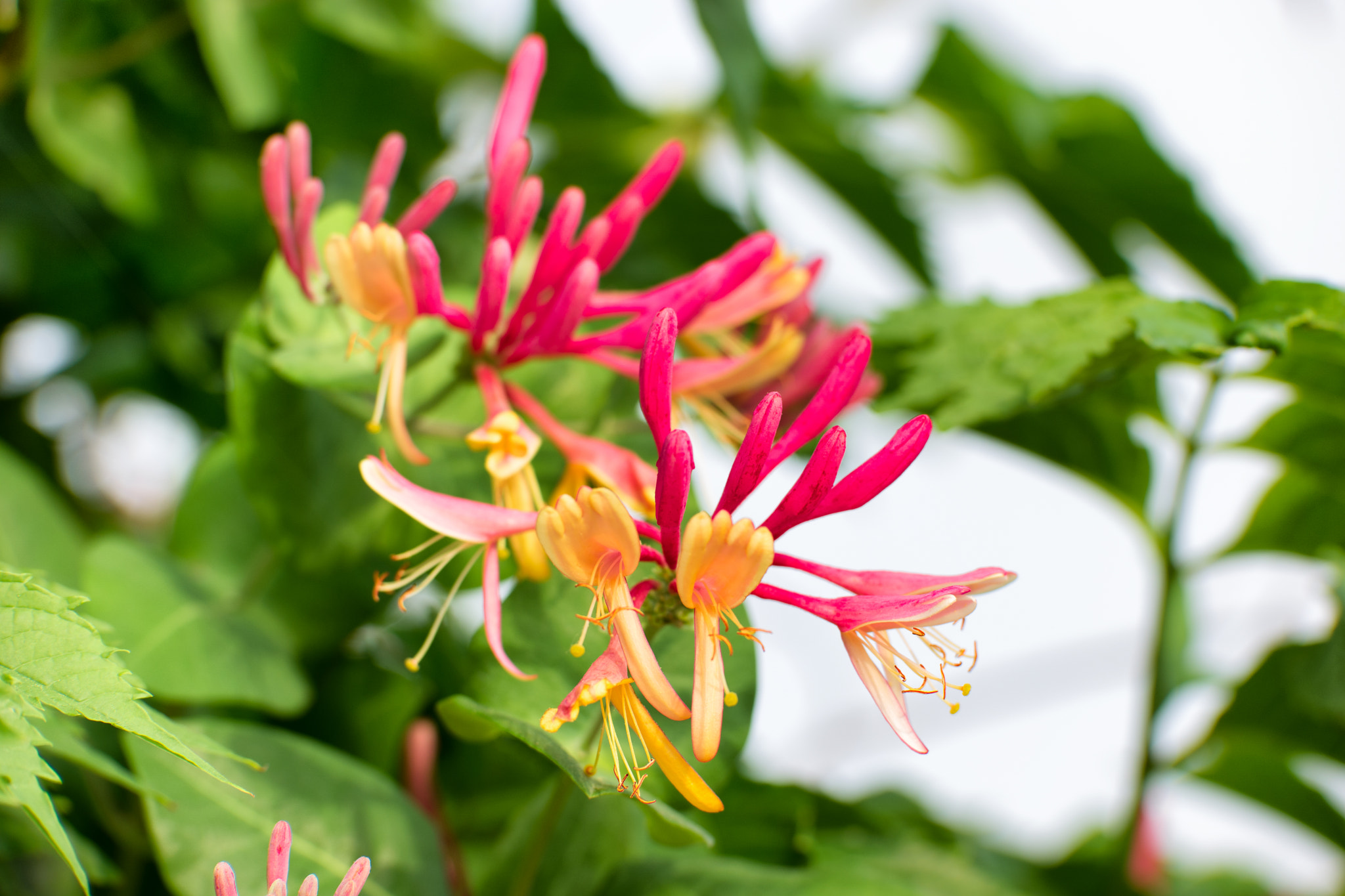 Samsung NX1 + NX 50-150mm F2.8 S sample photo. Lonicera japonica thunb. photography