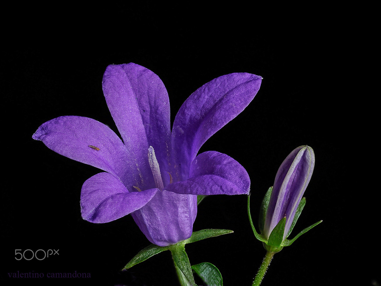 Olympus M.Zuiko Digital ED 60mm F2.8 Macro sample photo. Bellflower, bud and visitor photography