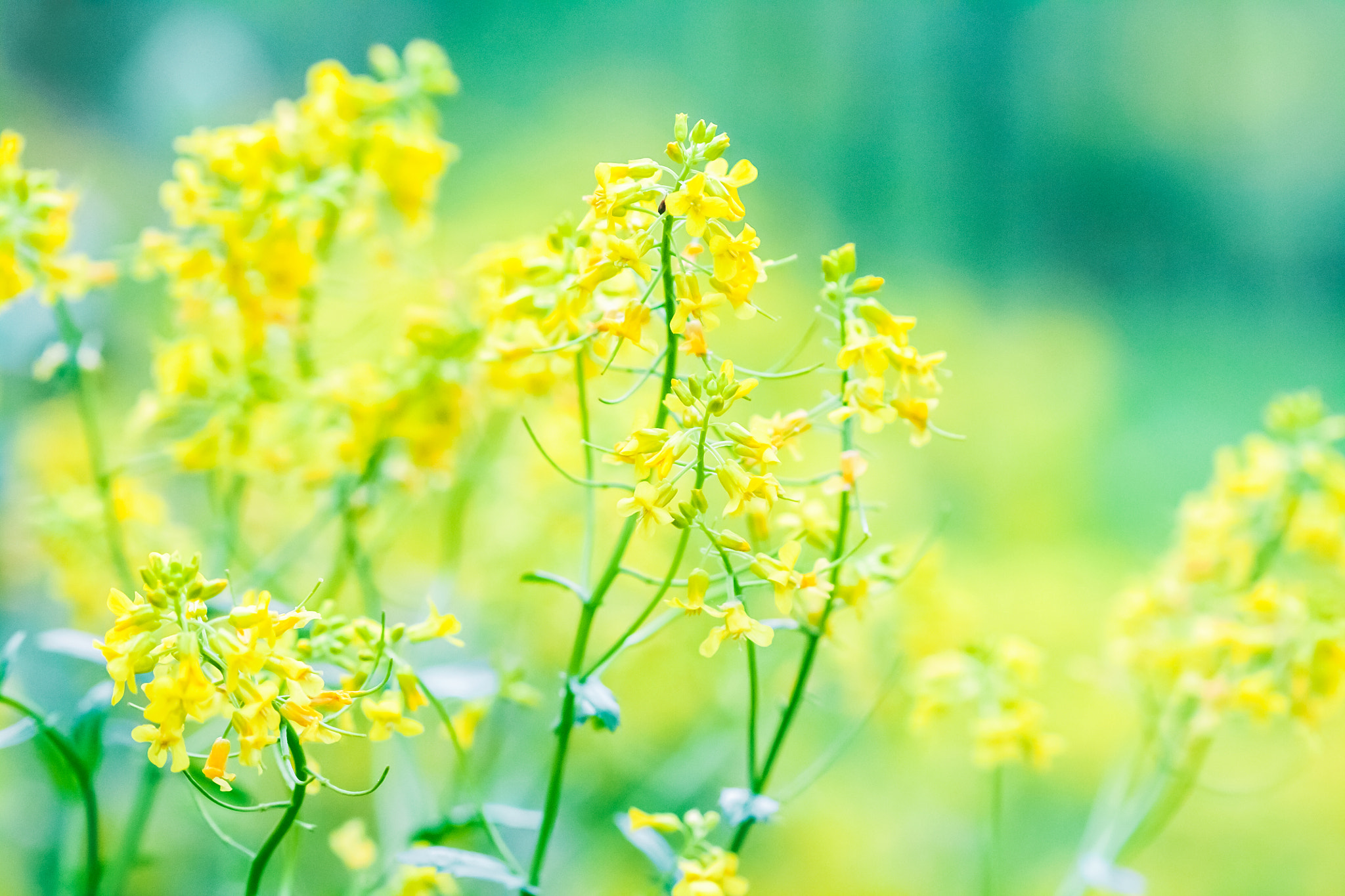 Canon EF 100mm F2.8 Macro USM sample photo. Yellow rocket photography