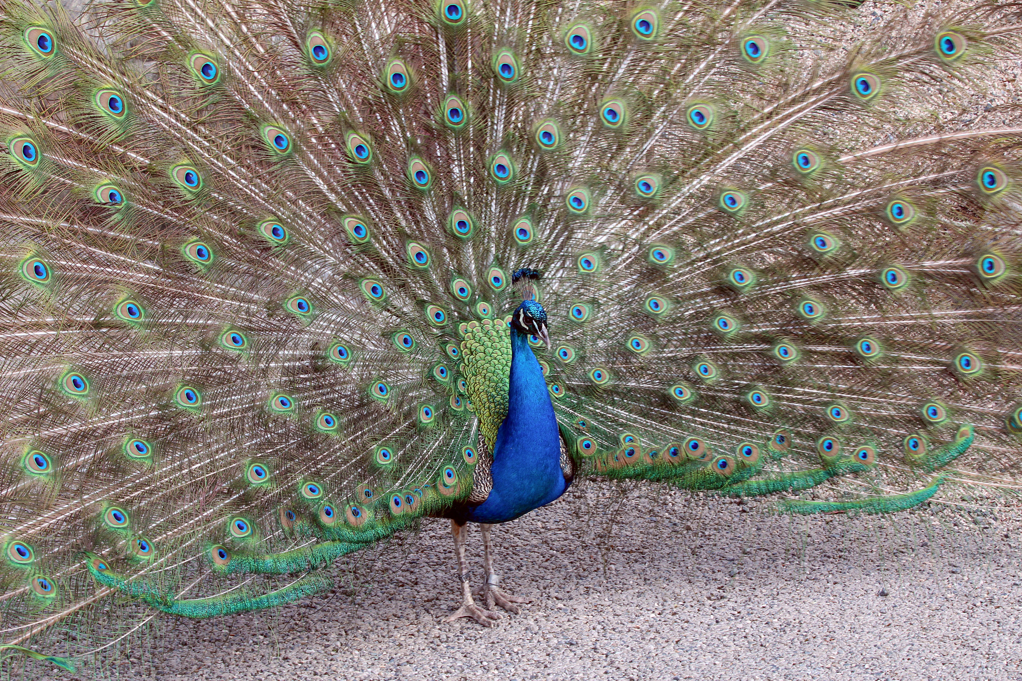 Canon EF 70-200mm F2.8L IS II USM sample photo. Peacock photography
