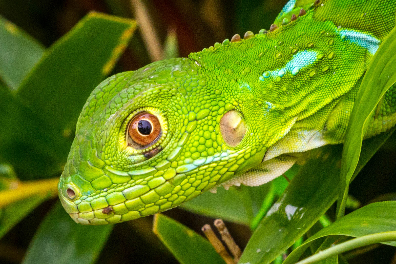 Canon EF 100-400mm F4.5-5.6L IS II USM sample photo. Green tree anole photography
