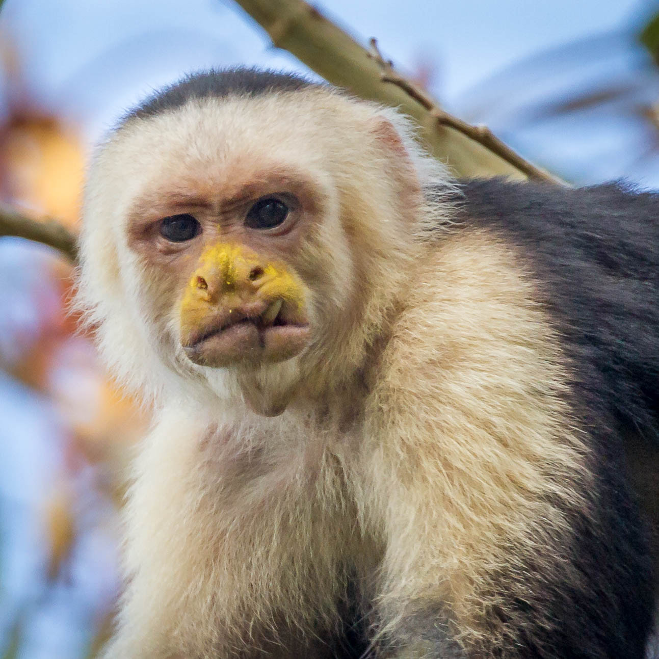 Canon EF 100-400mm F4.5-5.6L IS II USM sample photo. Toothy - capuchin with flower pollen photography