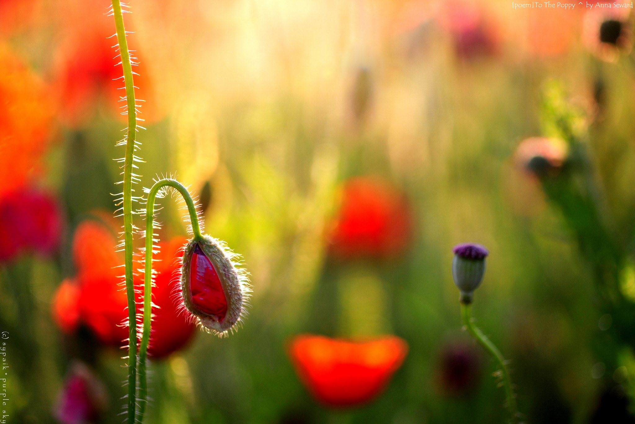 Nikon AF-S Micro-Nikkor 60mm F2.8G ED sample photo. To the poppy iii photography