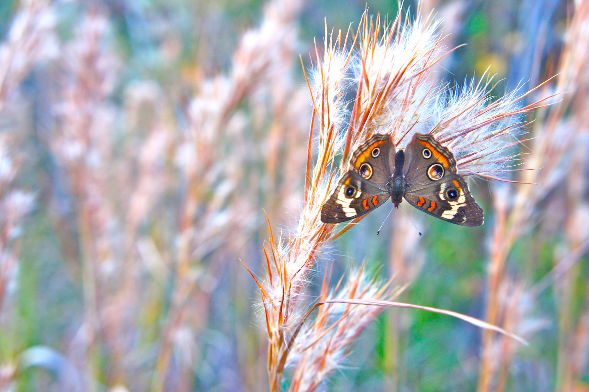 Tamron 18-200mm F3.5-6.3 Di III VC sample photo. Butterfly at rest near railroad tracks photography