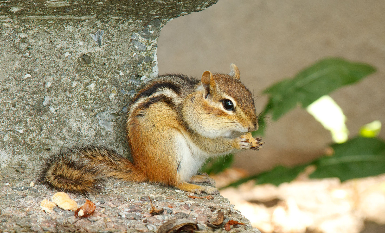 Canon EOS 450D (EOS Rebel XSi / EOS Kiss X2) sample photo. Chipmunk photography