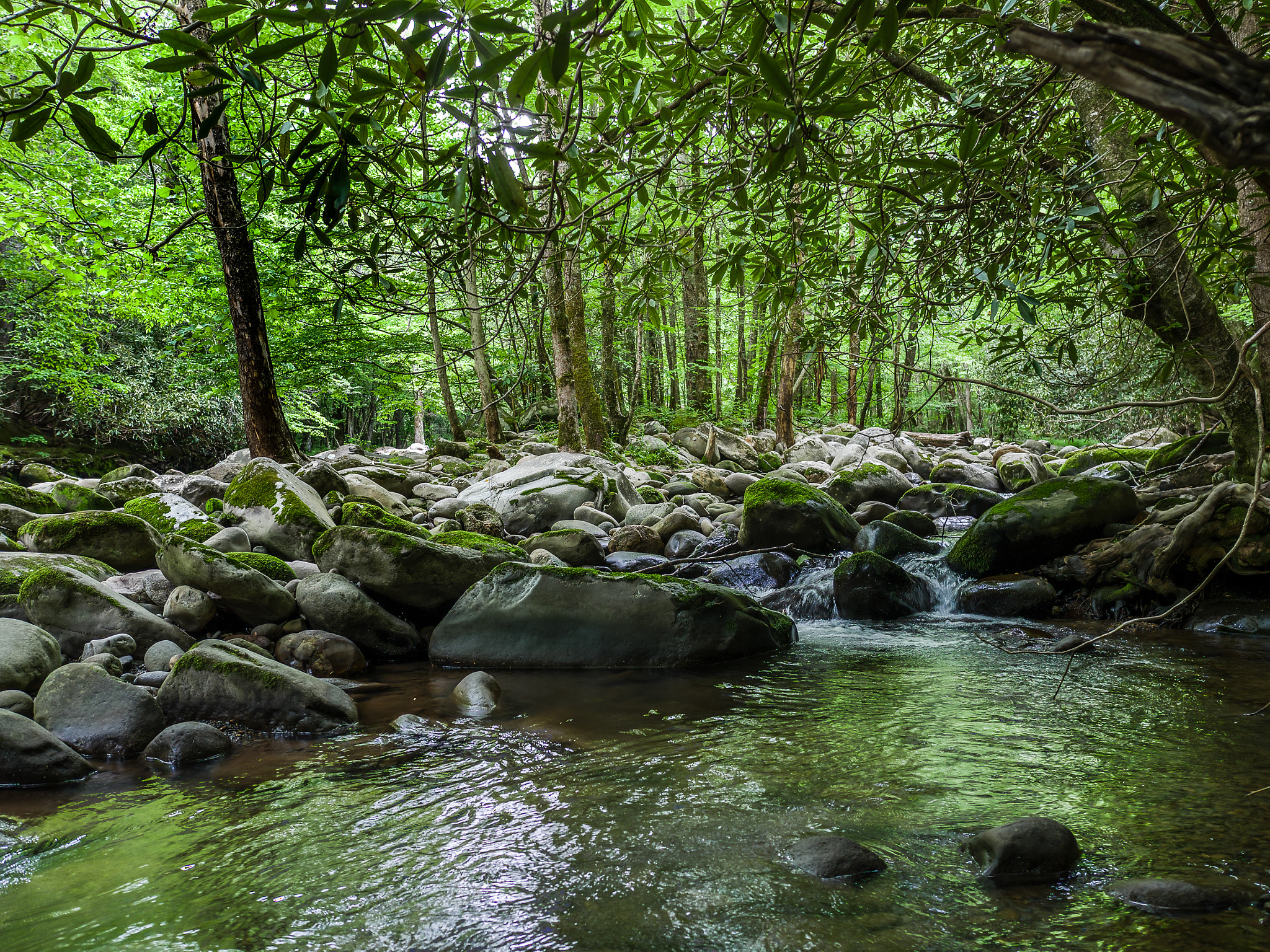 LEICA DG SUMMILUX 15/F1.7 sample photo. Cove photography