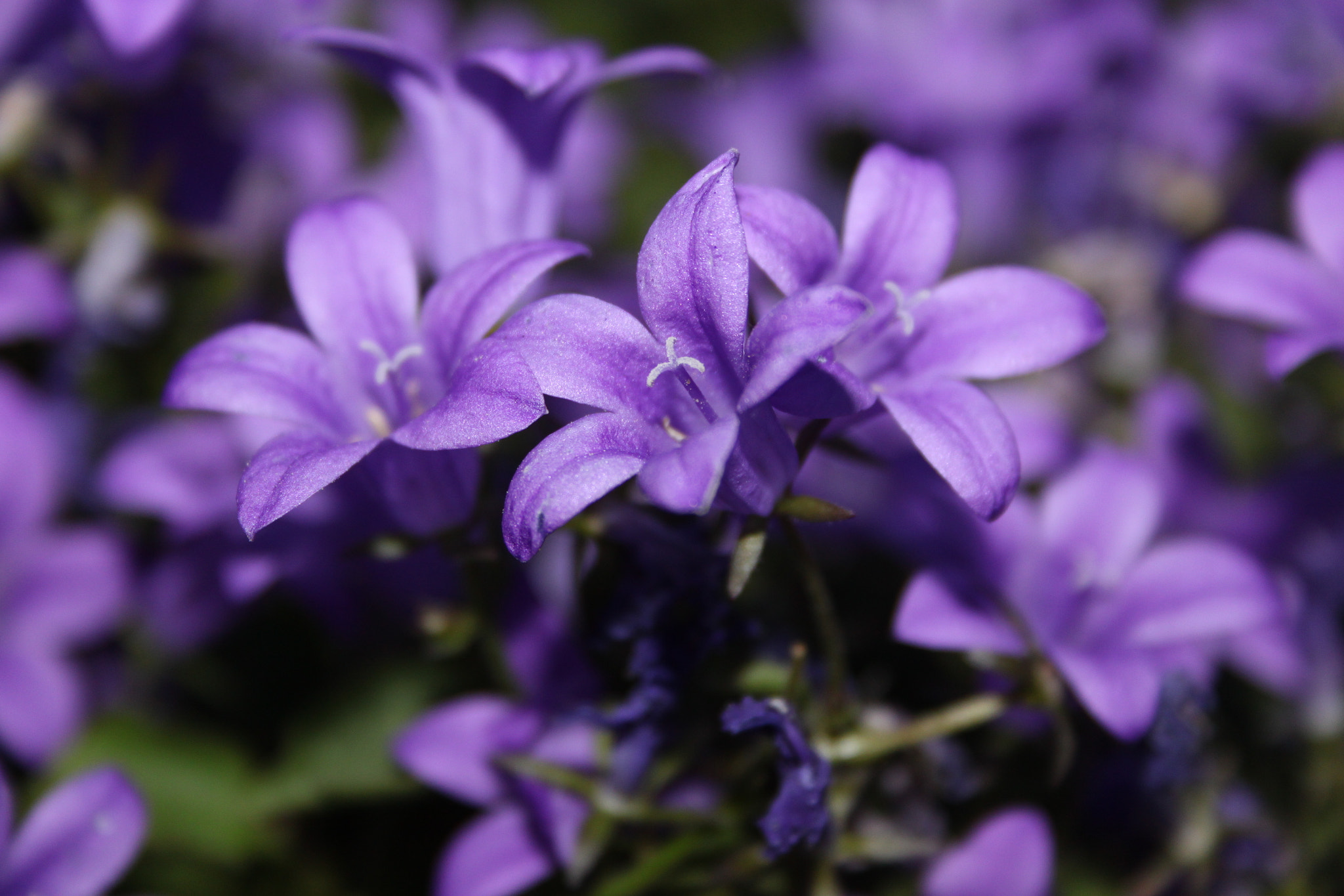 Canon EF-S 18-55mm F3.5-5.6 sample photo. Spring... photography