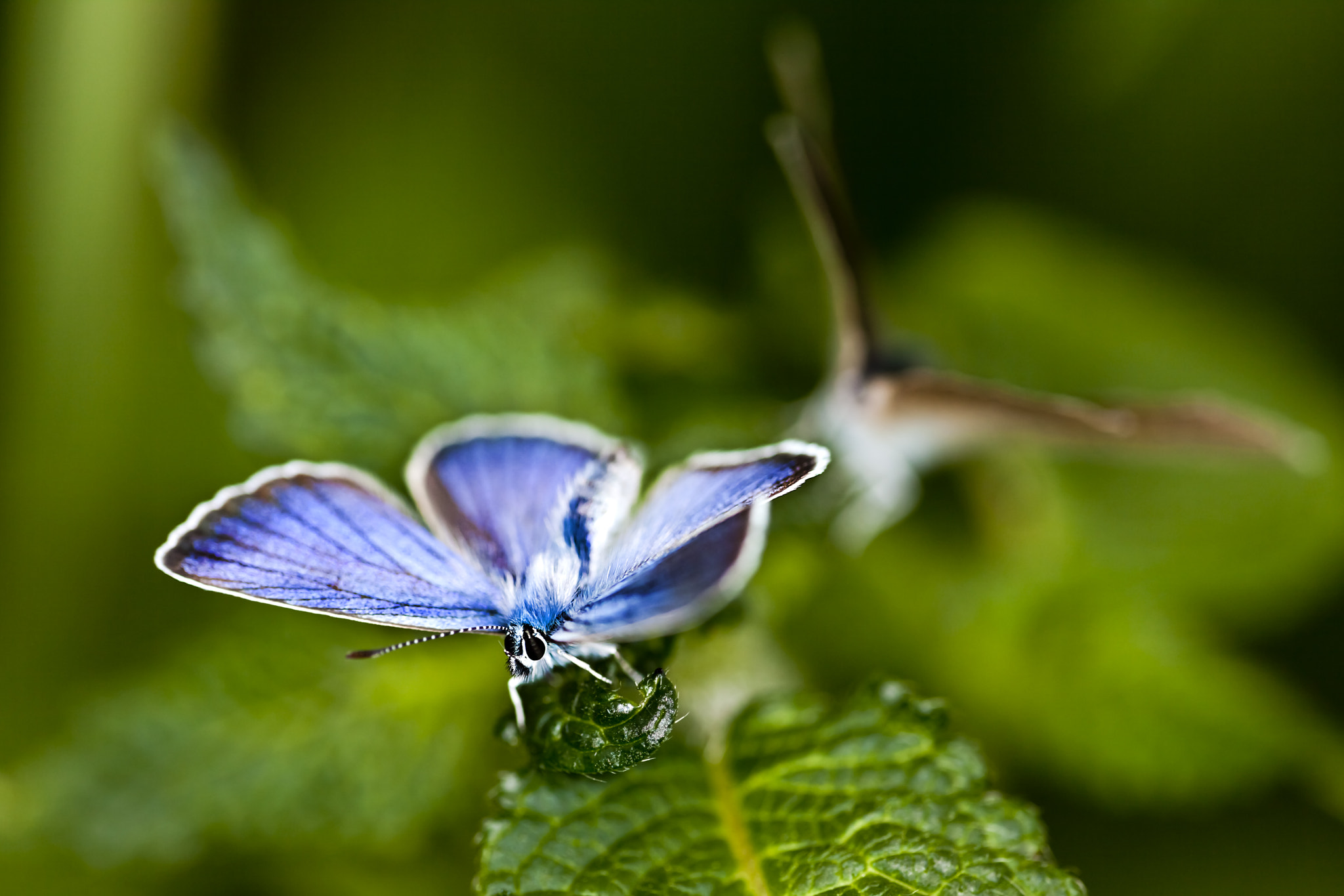 Canon EF 180mm F3.5L Macro USM sample photo. Himmelblauer blaeuling (lysandra bellargus rott.) photography