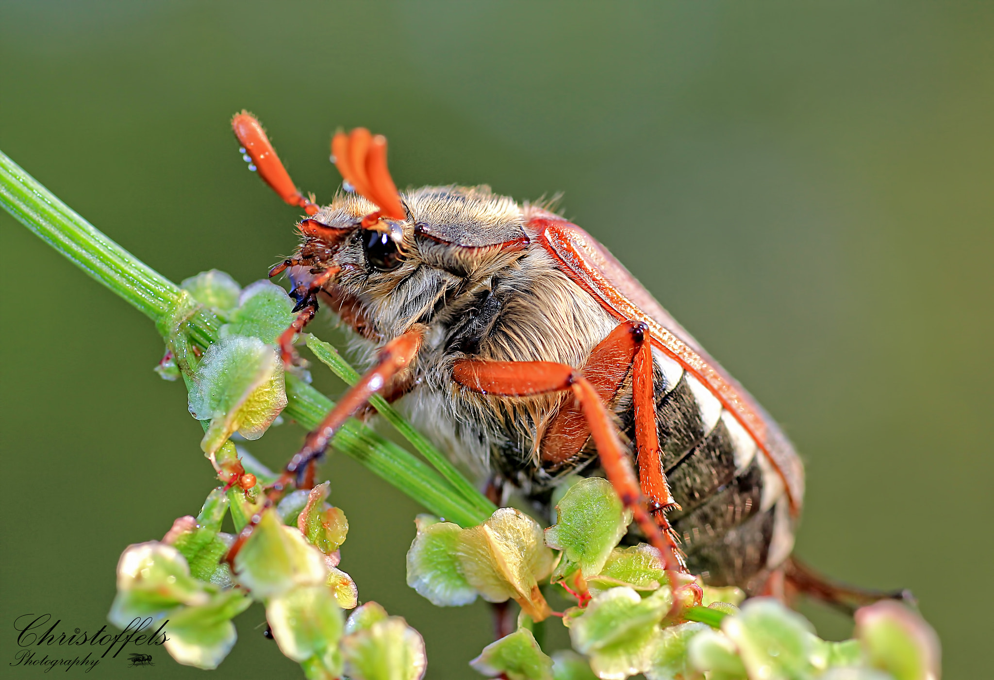 Canon EOS 60D + Sigma 70mm F2.8 EX DG Macro sample photo. Meikever (melolontha melolontha) photography