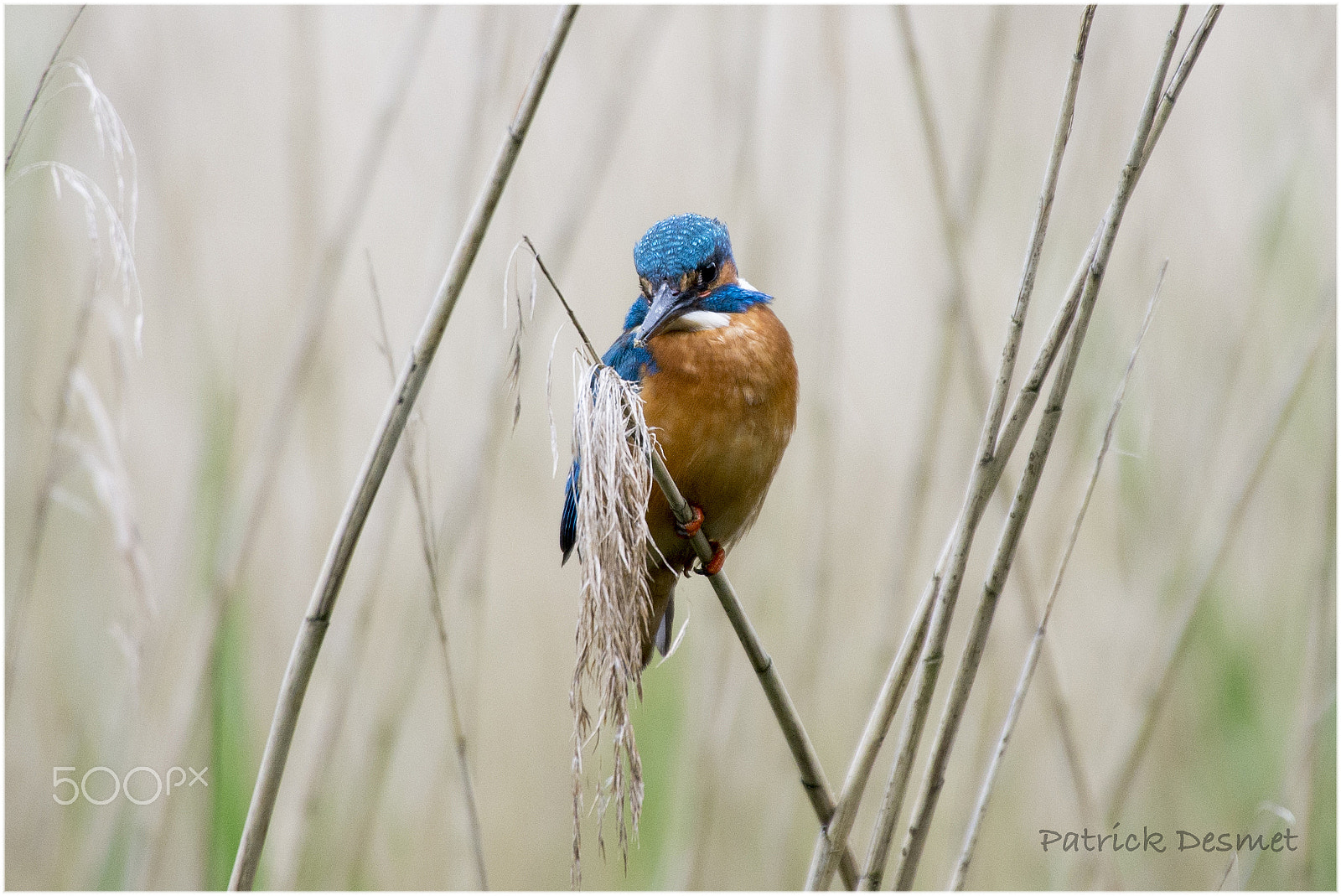 Sigma 50-500mm F4.5-6.3 DG OS HSM sample photo. Kingfisher photography