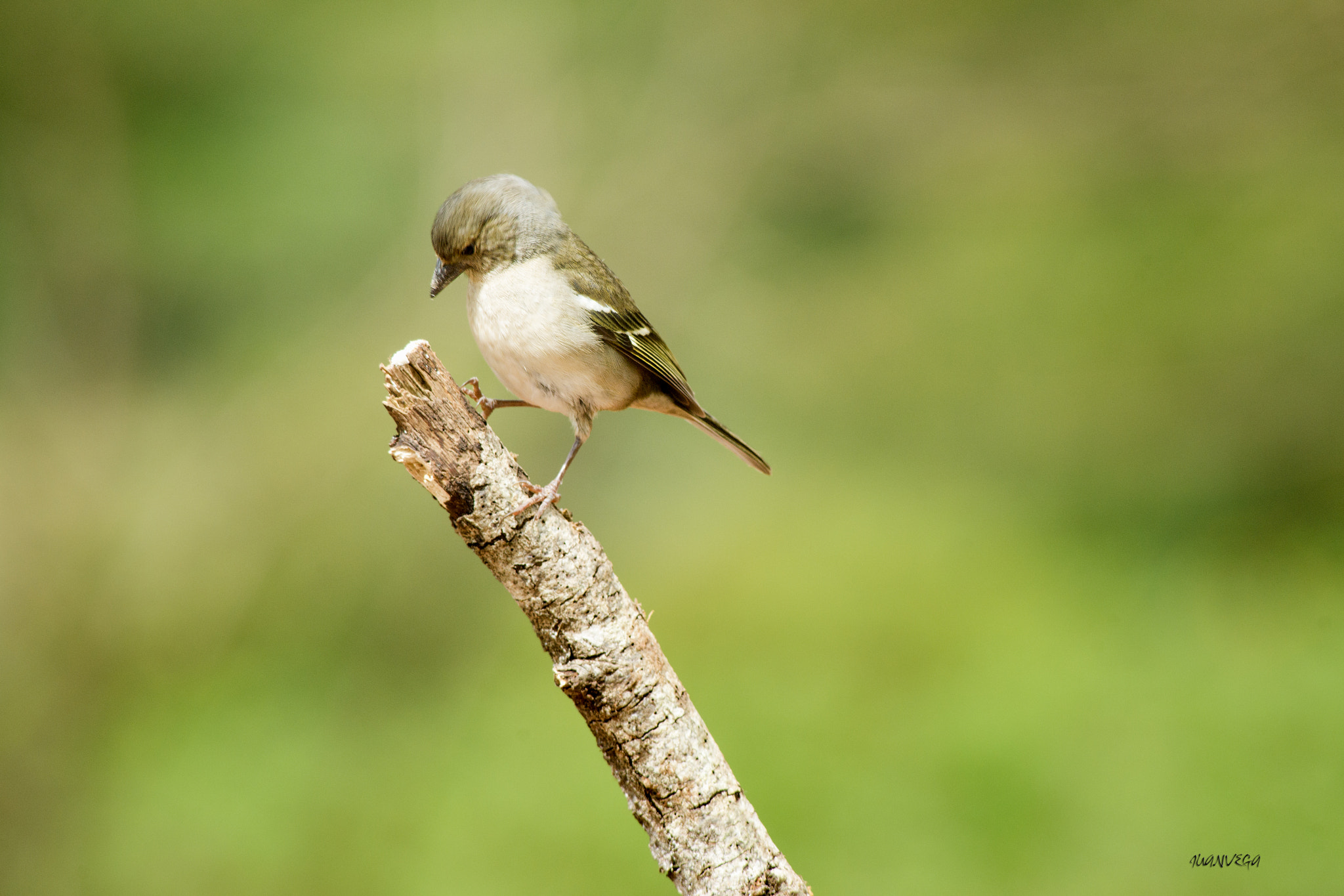 Sony 75-300mm F4.5-5.6 sample photo. Pinzon photography