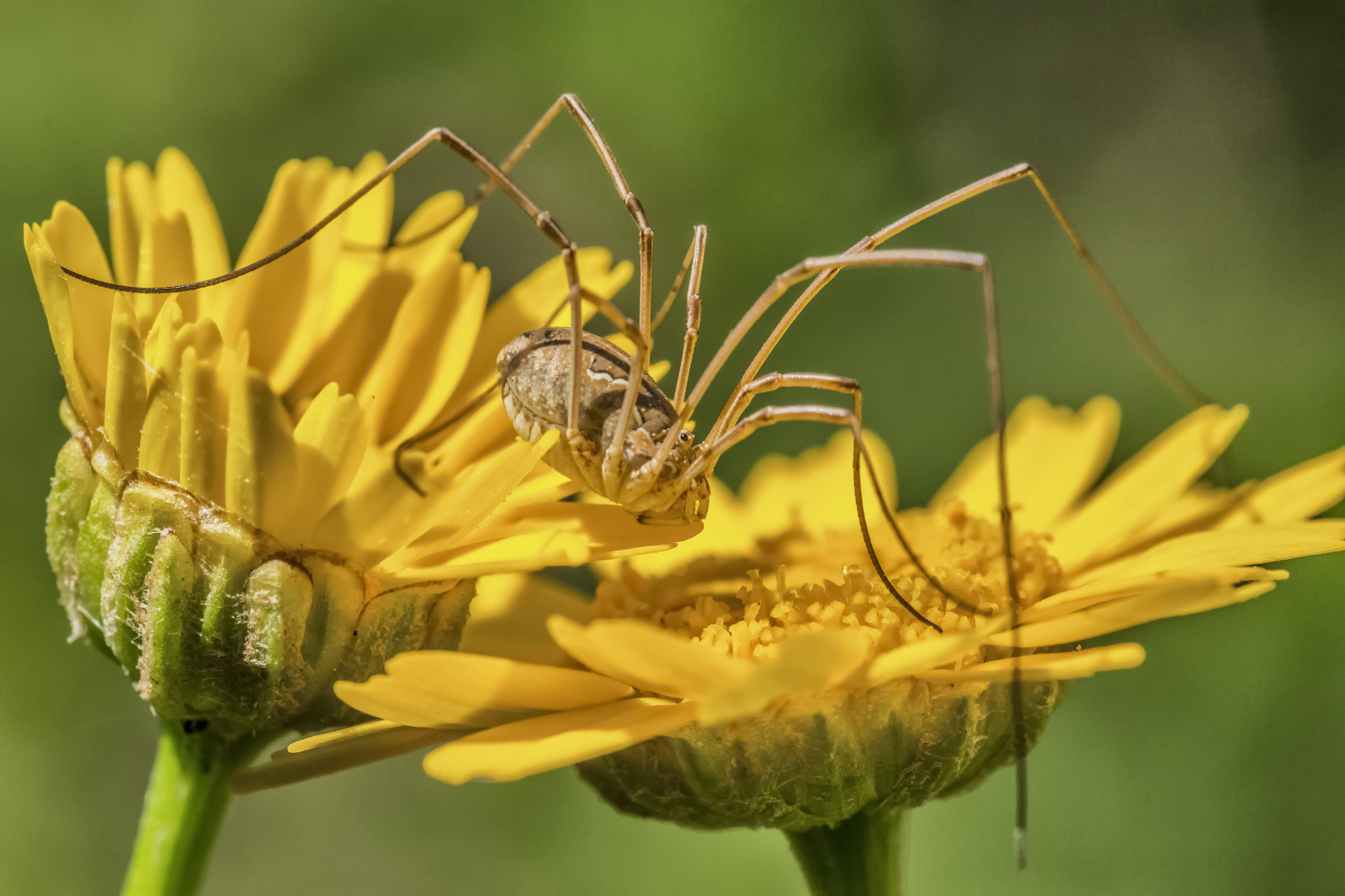 Sigma 105mm F2.8 EX DG OS HSM sample photo. Spider photography