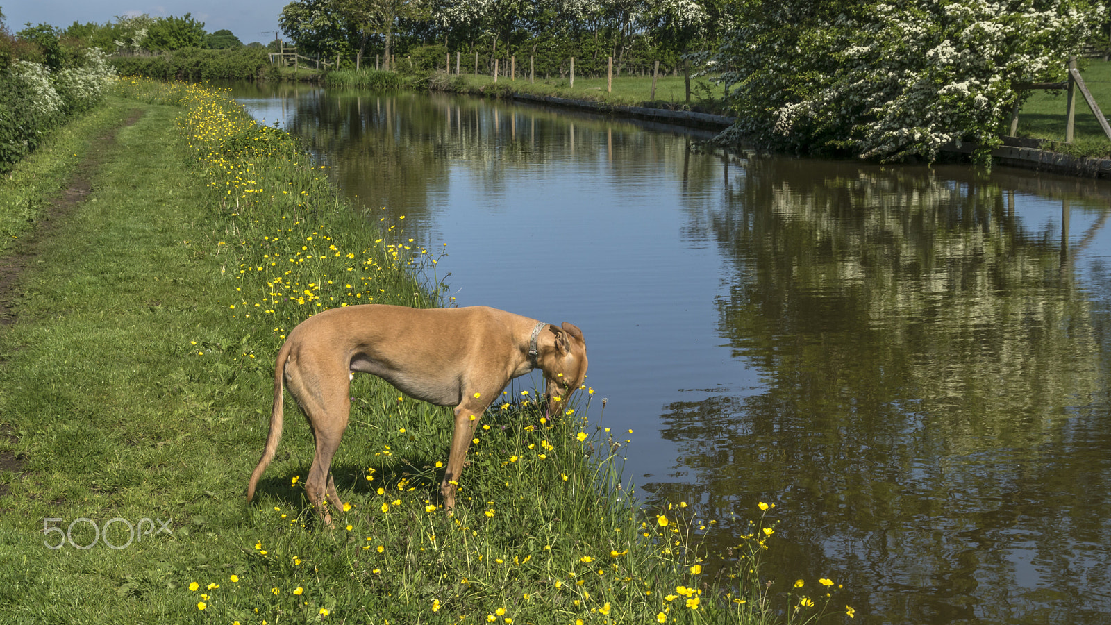 Sony ILCA-77M2 + Tamron AF 28-105mm F4-5.6 [IF] sample photo. Mister flair admiring the flowers. photography