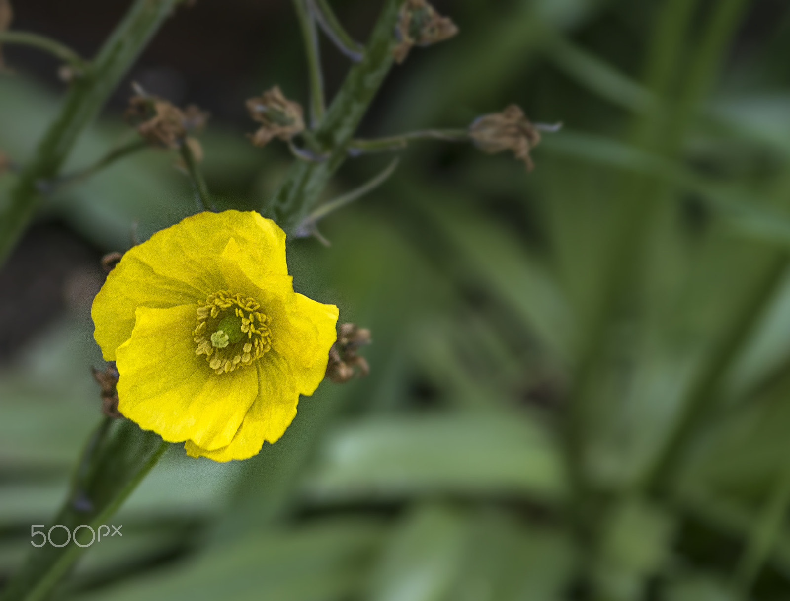 Sony 75-300mm F4.5-5.6 sample photo. In the wild photography