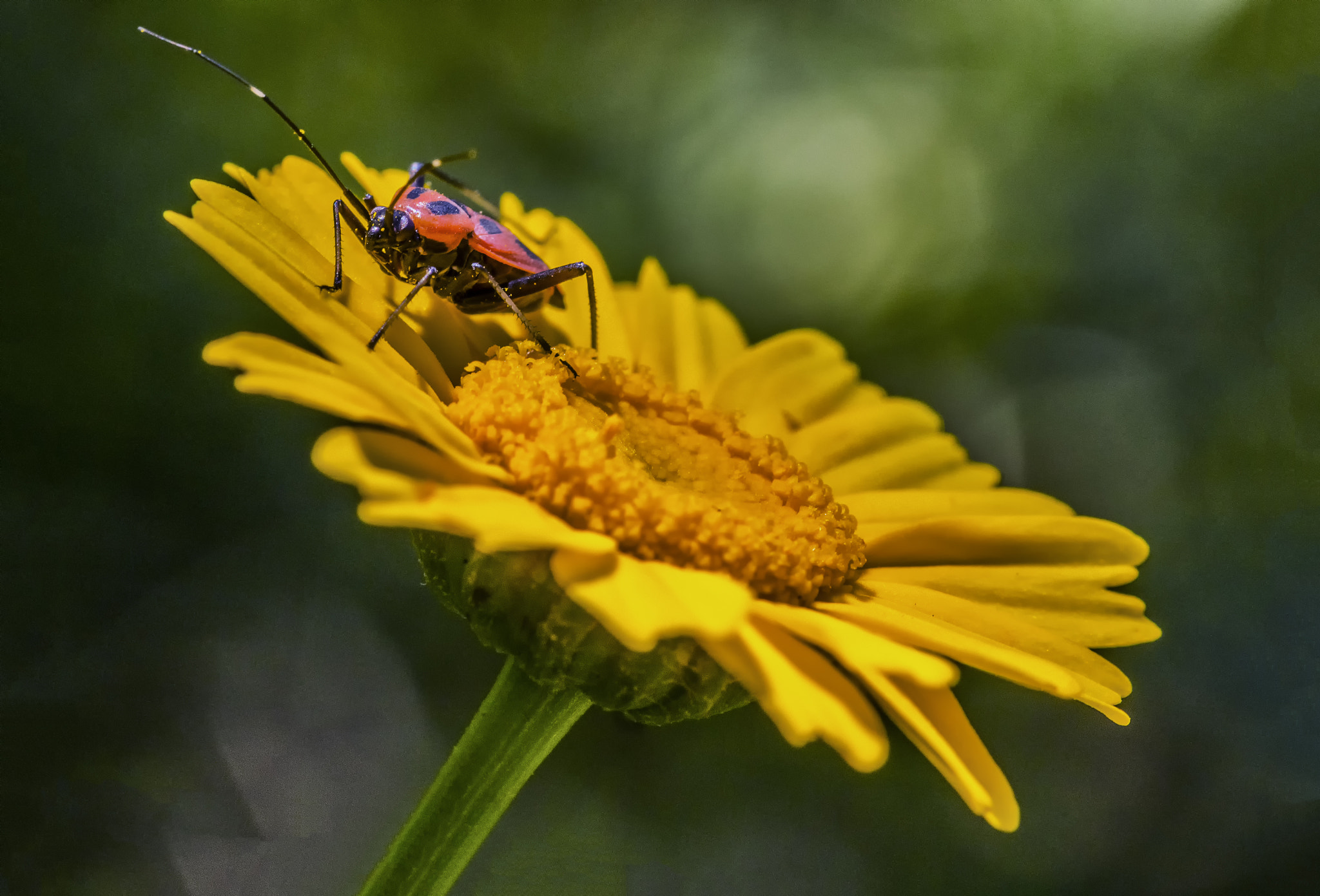 Sigma 105mm F2.8 EX DG OS HSM sample photo. The bug and the flower photography