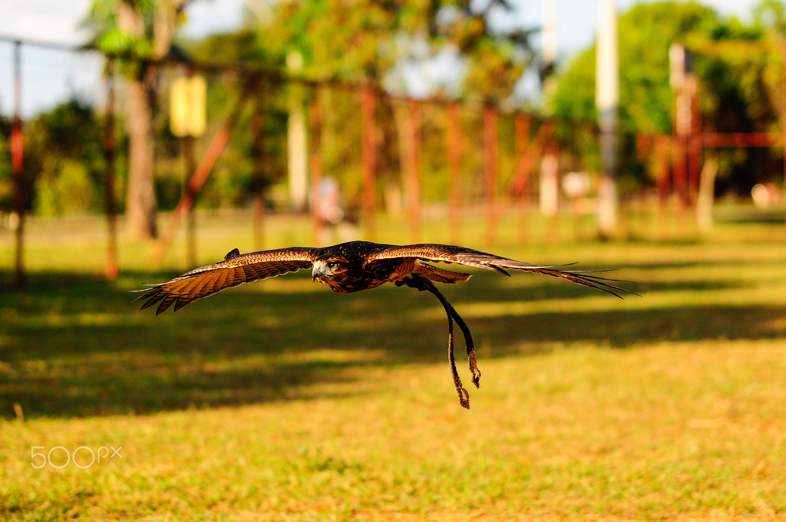 Sigma 70-200mm F2.8 EX DG Macro HSM II sample photo. Parabuteo flight photography