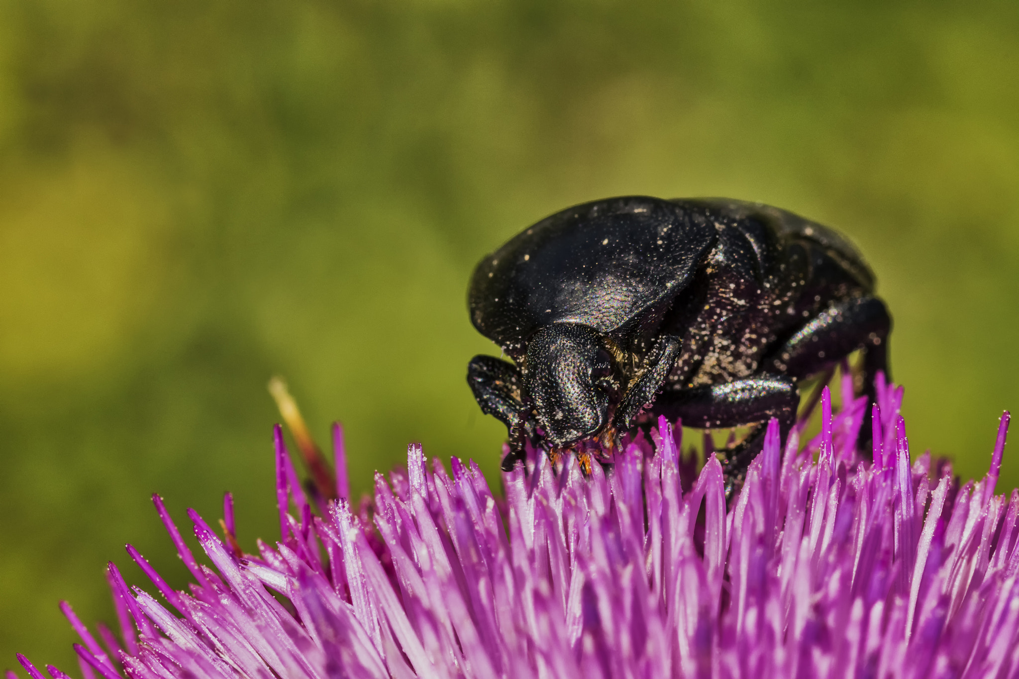 Sigma 105mm F2.8 EX DG OS HSM sample photo. Eating in the garden photography